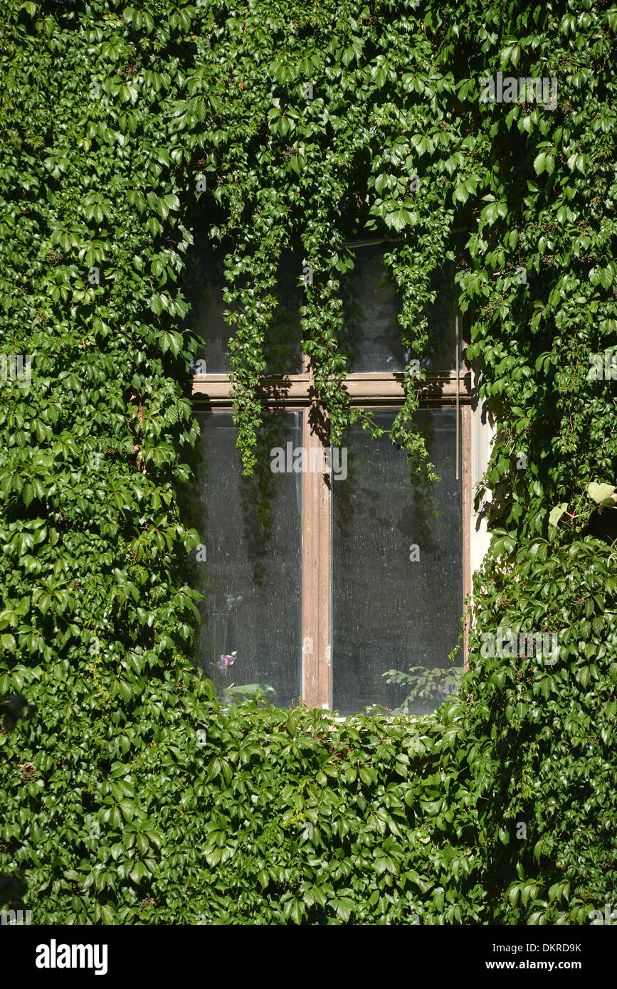 Fassadenbegruenung, Immanuelkirchstrasse, Prenzlauer Berg, Berlin, Deutschland / Fassadenbegrünung Stock Photo