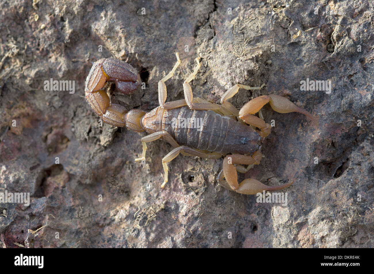 Hottentotta Tamulus, Family BUTHIDAE Indian Red scorpion, one of most widely distributed species of scorpion in India. Stock Photo