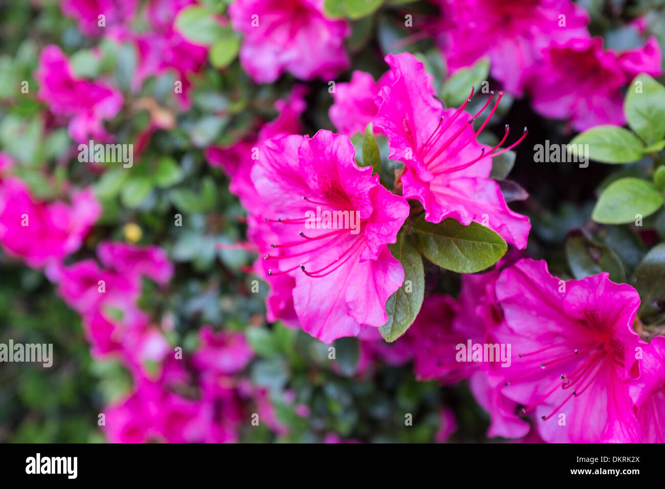 Red flower in garden nature hi-res stock photography and images - Alamy