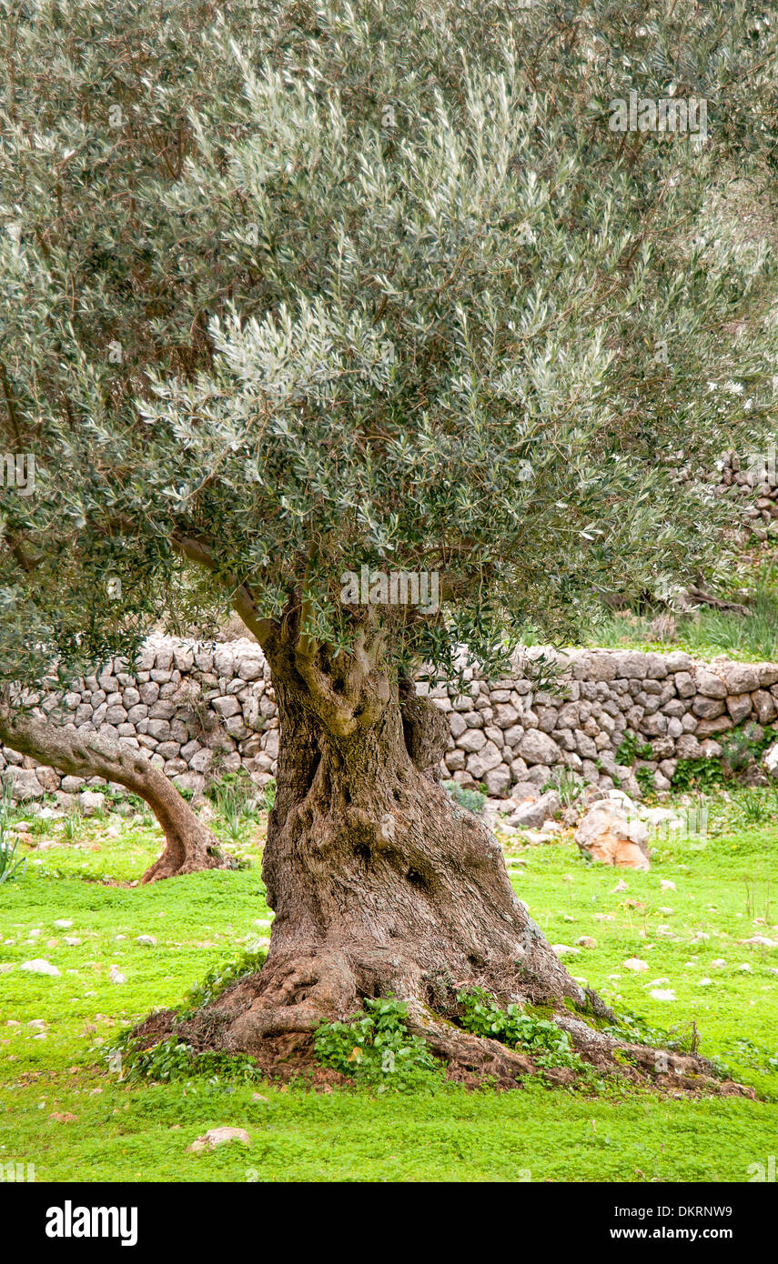 Spain, Location, sea, coast, Majorca, olives, olive tree, Soller
