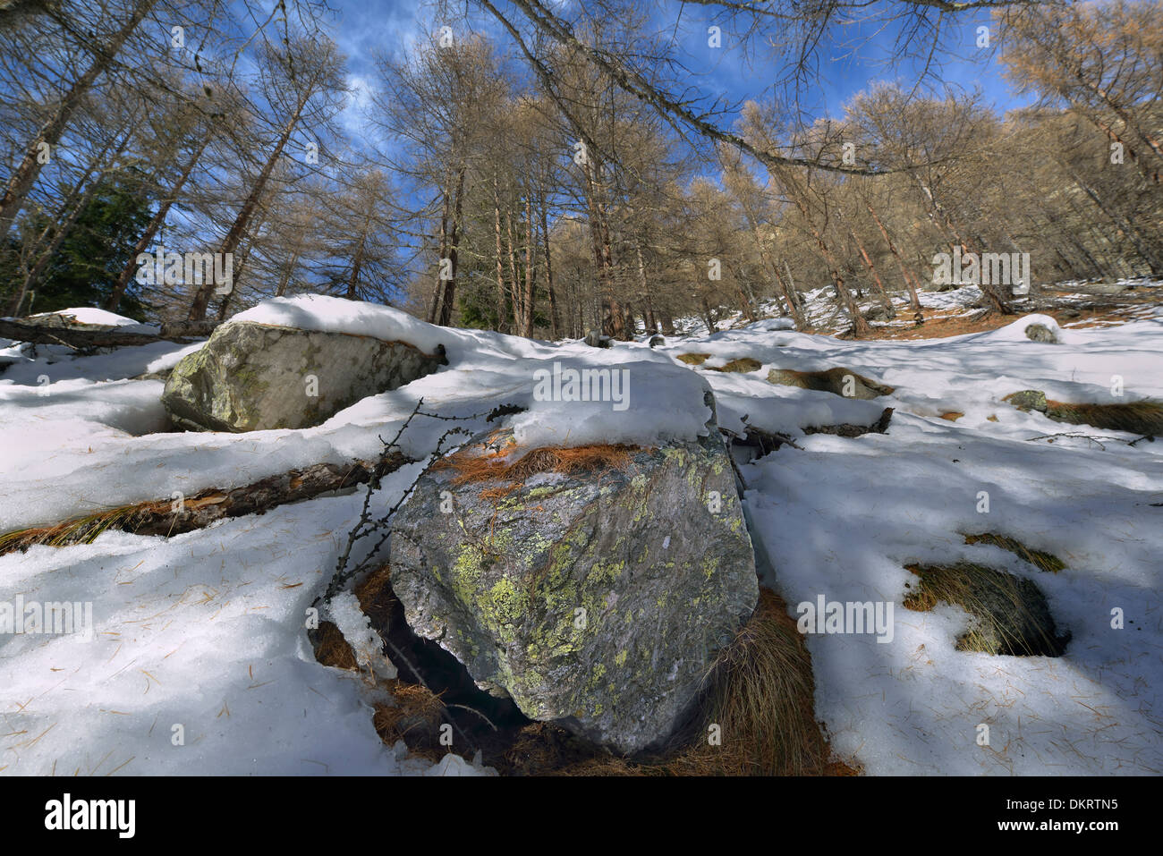 Lichens on trees in winter hi-res stock photography and images - Alamy