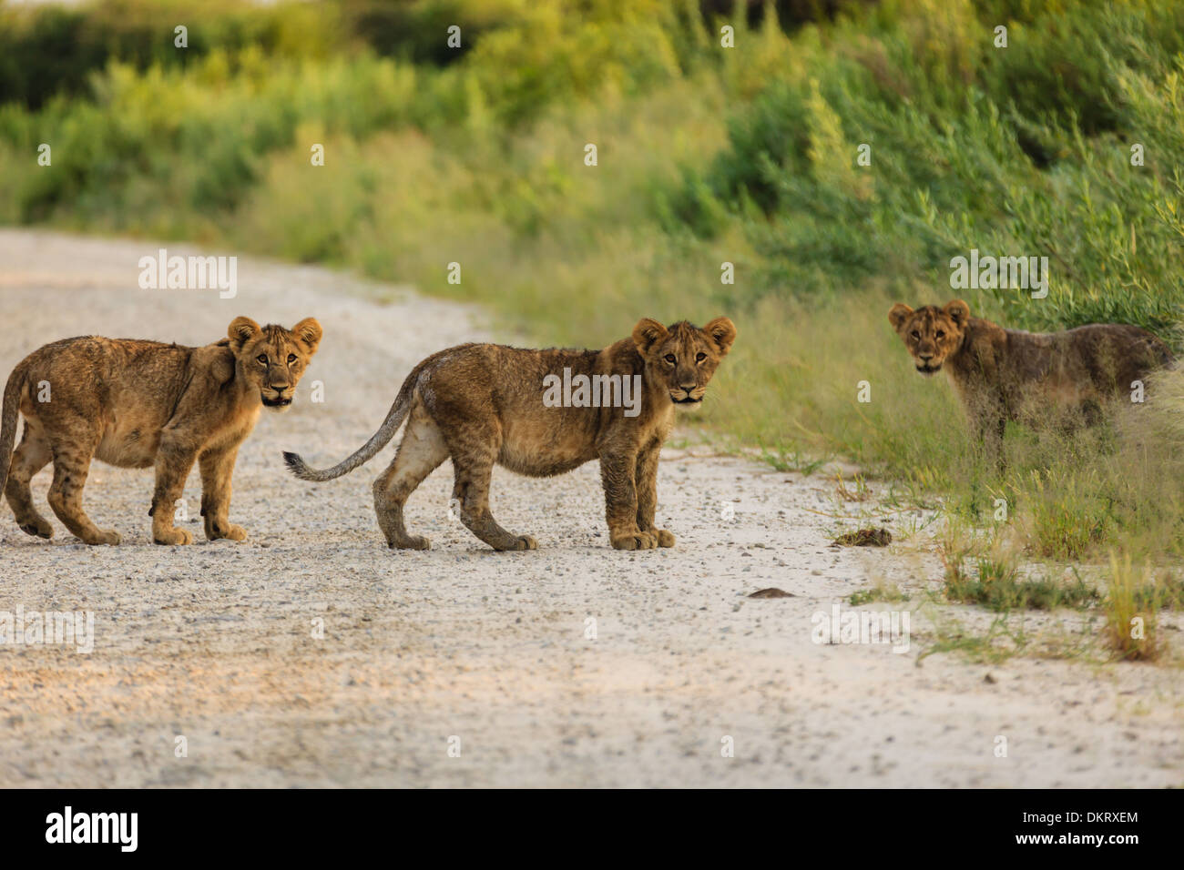 Close-up of three lion clubs crossing the road stopping to look at the photographer Stock Photo