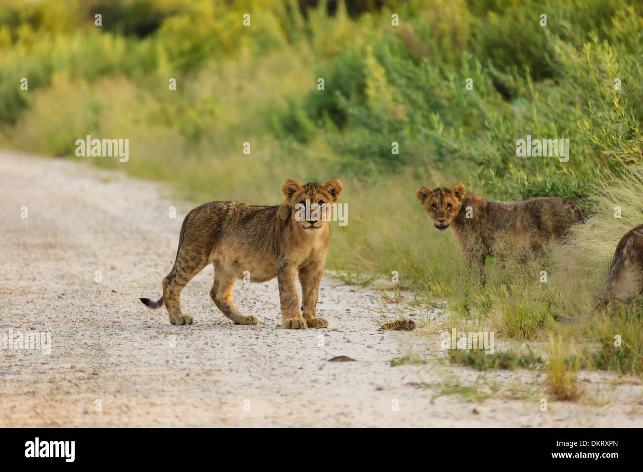 three lion cubs playing in road in Etosha National Park Namibia pause to look at photographer Stock Photo