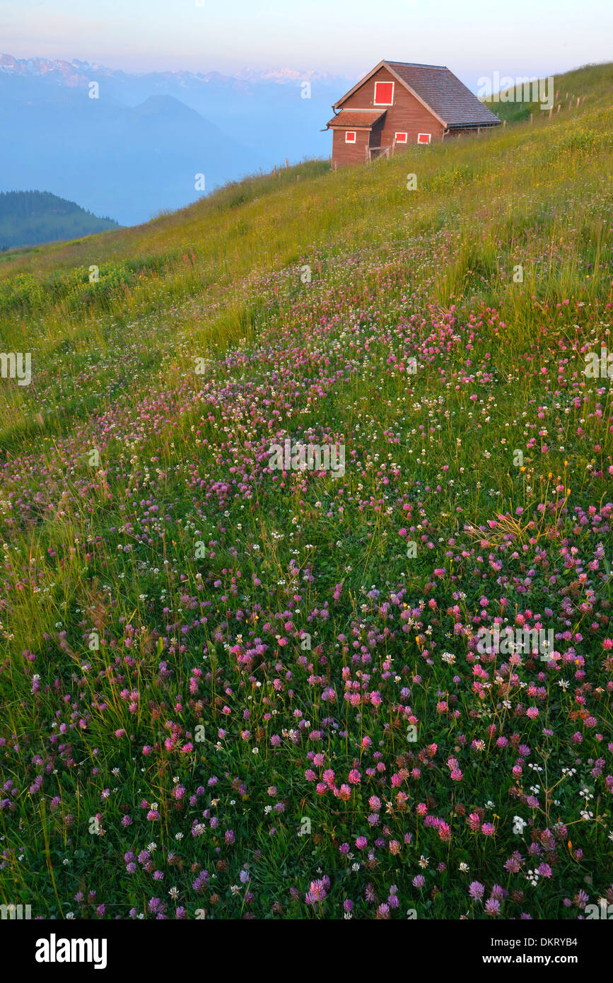 Europe, Swiss, Switzerland, Mount Rigi, Rigi, mountain, Schwyz, meadow, barn, clover, vertical, nature, alps, mountains Stock Photo