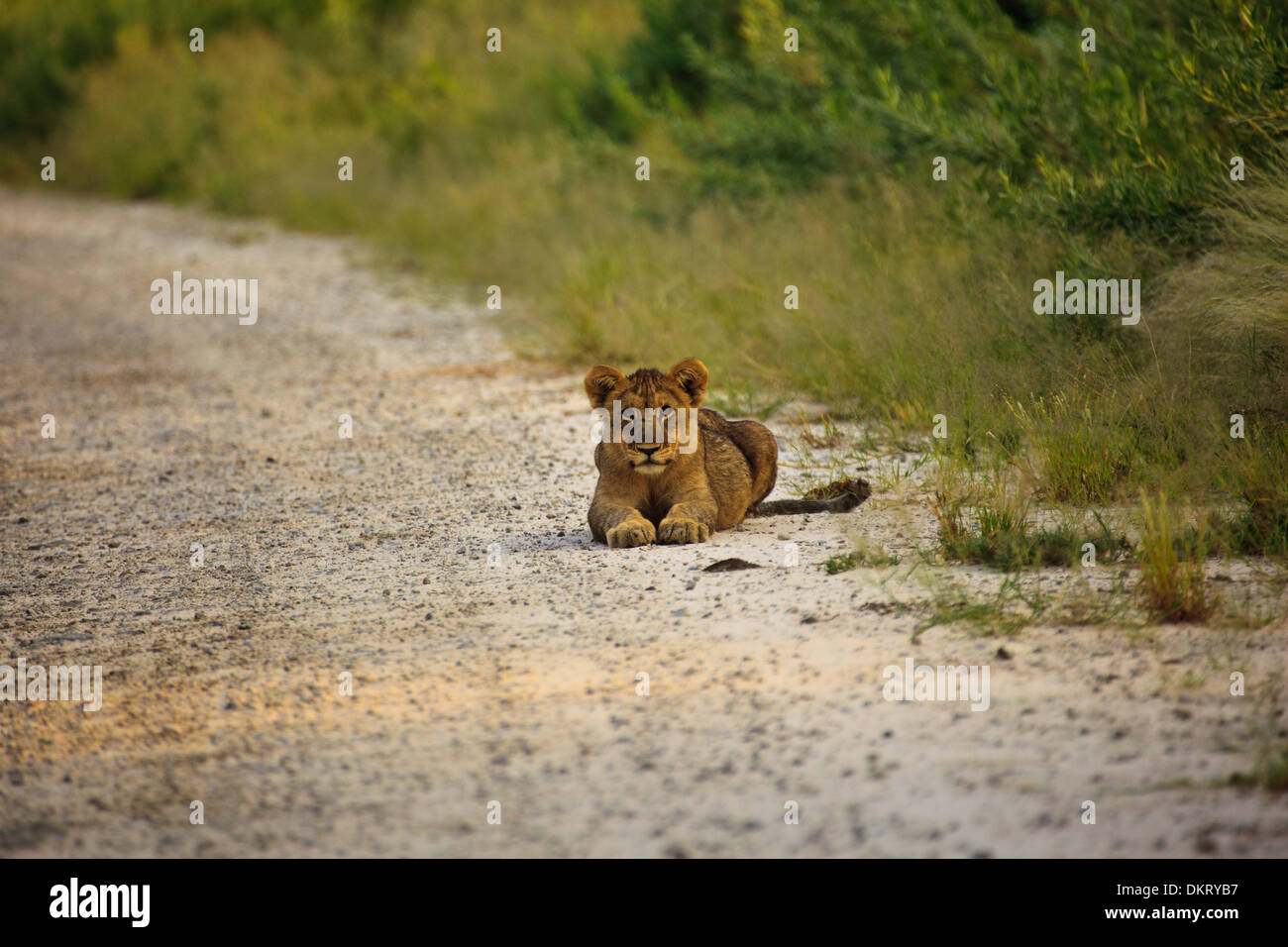 Young lion cub laying on road facing photographer in Etosha National Park, Namibia Africa Stock Photo