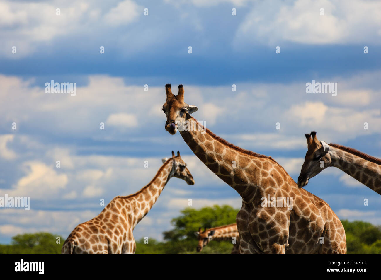 Peralta hi-res stock photography and images - Page 29 - Alamy