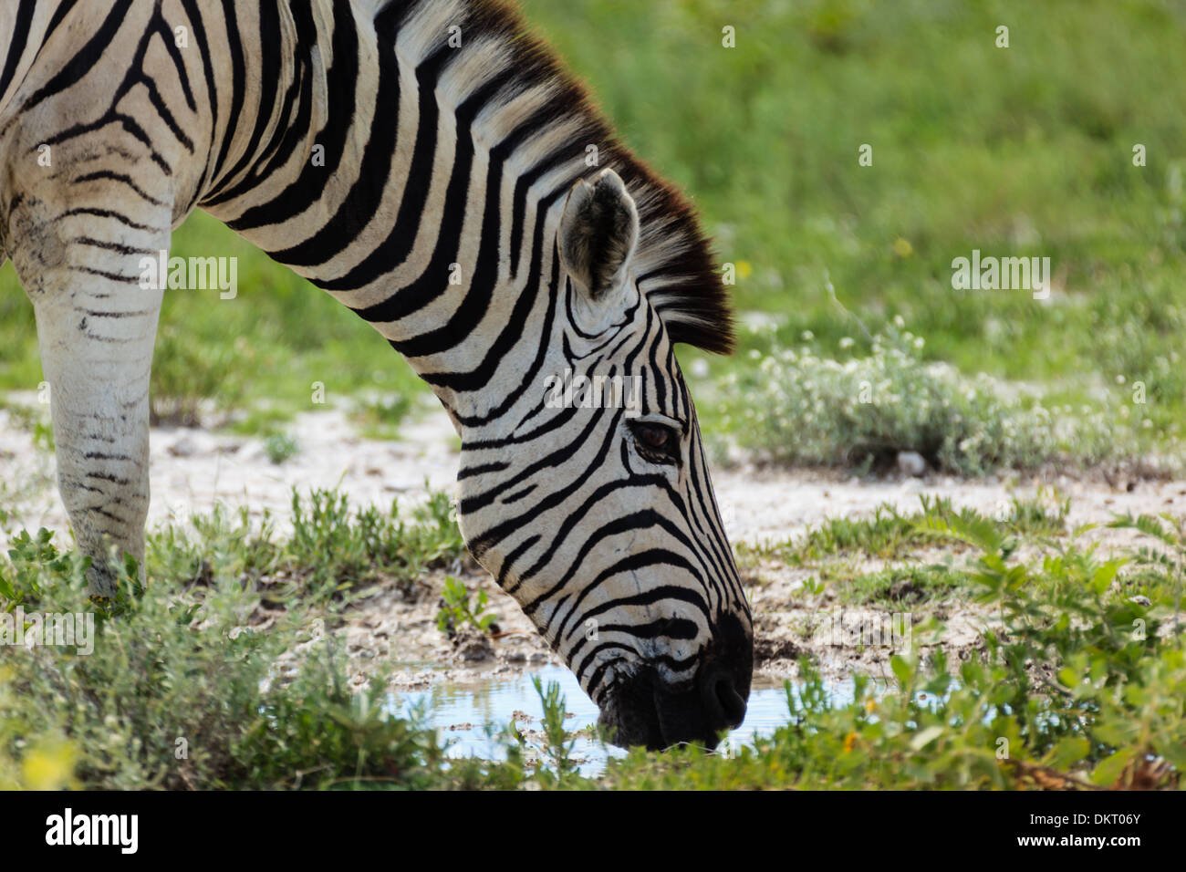 Closeup of grazing zebra's face in Namib-Etosha National Park, Africa. Stock Photo