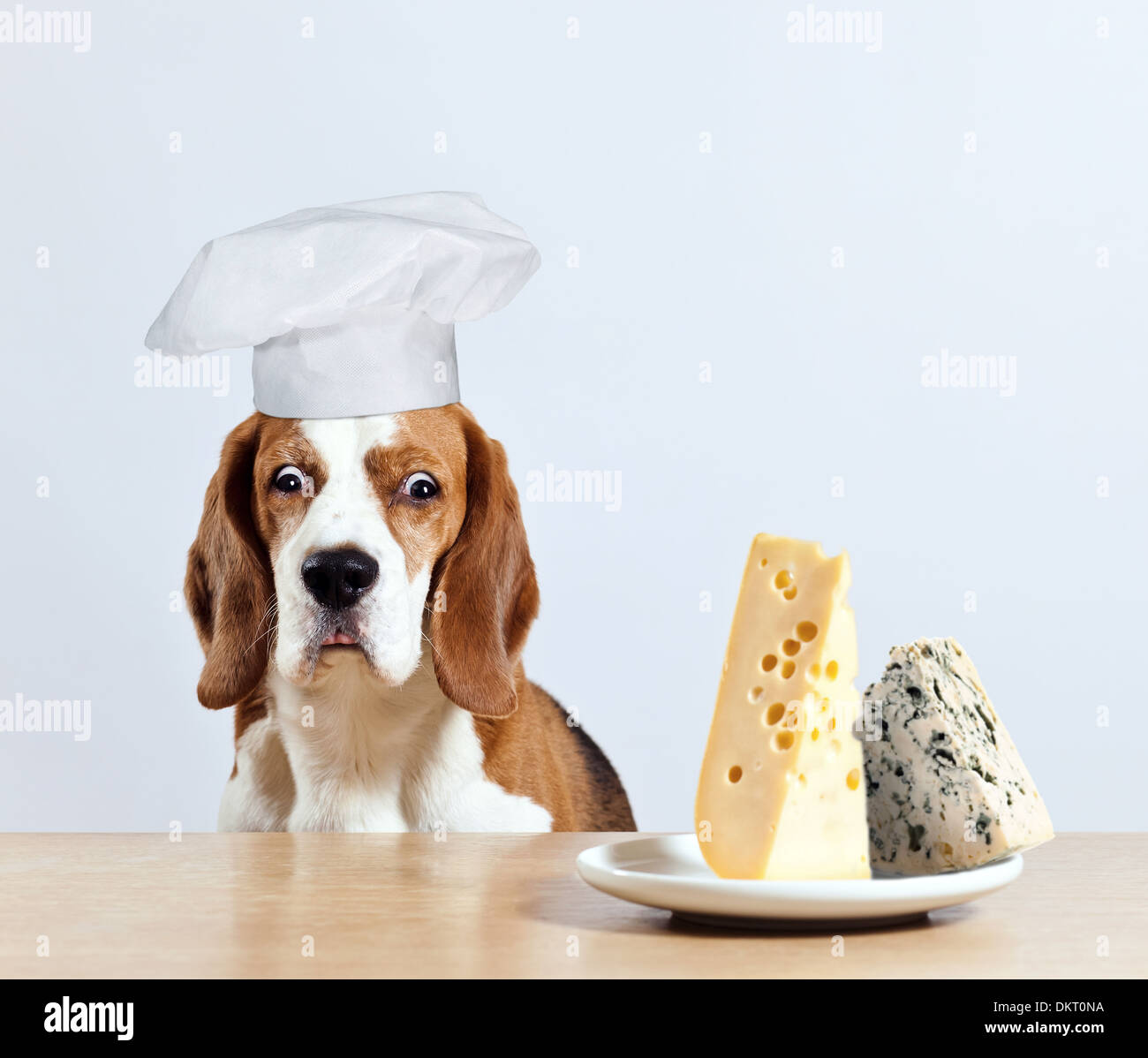 beagle and cheese Stock Photo