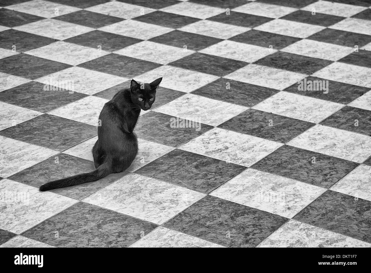 Black cat on black and white tiles, check pattern Stock Photo