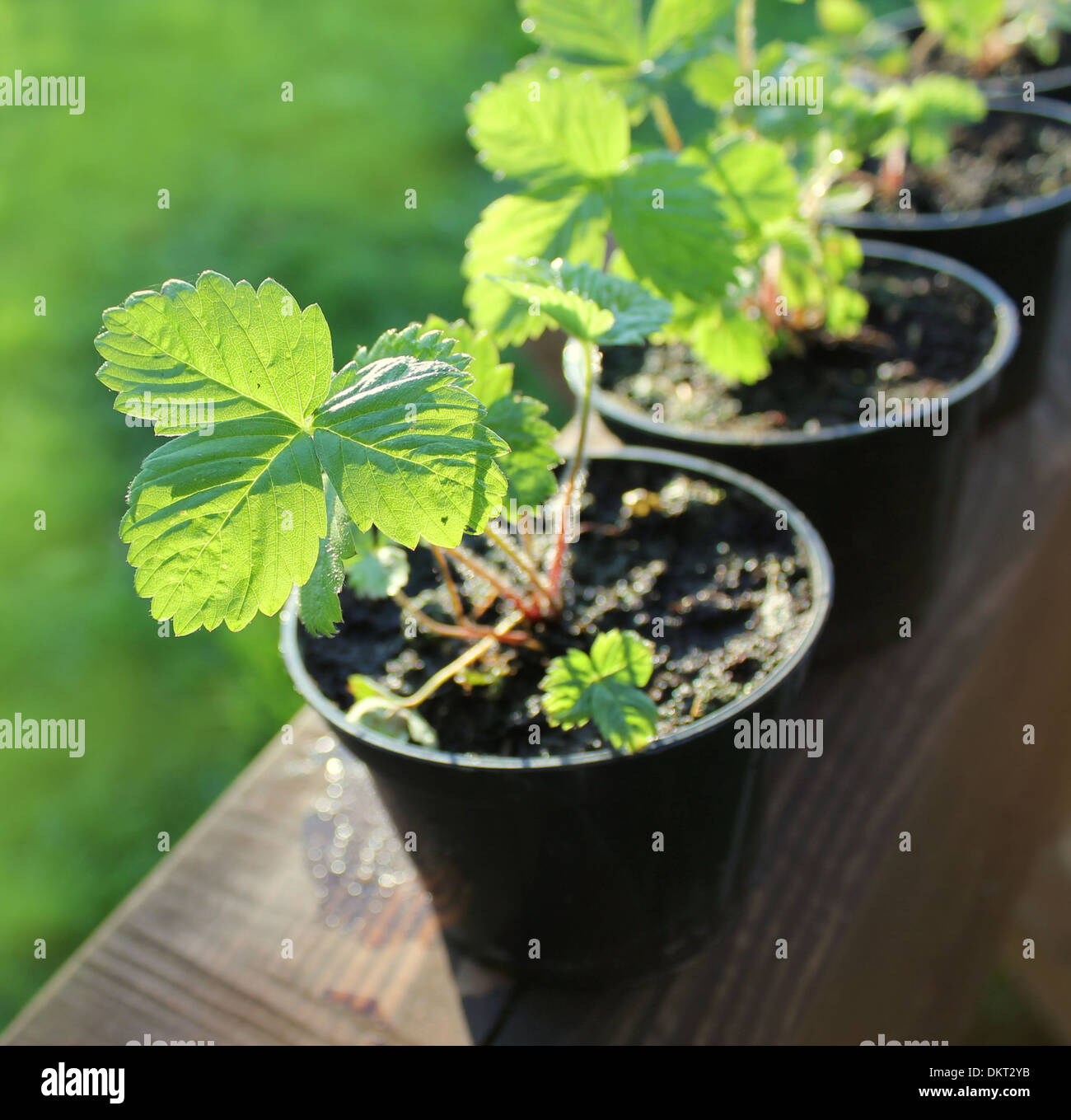 Strawberry plants in pots hires stock photography and images Alamy