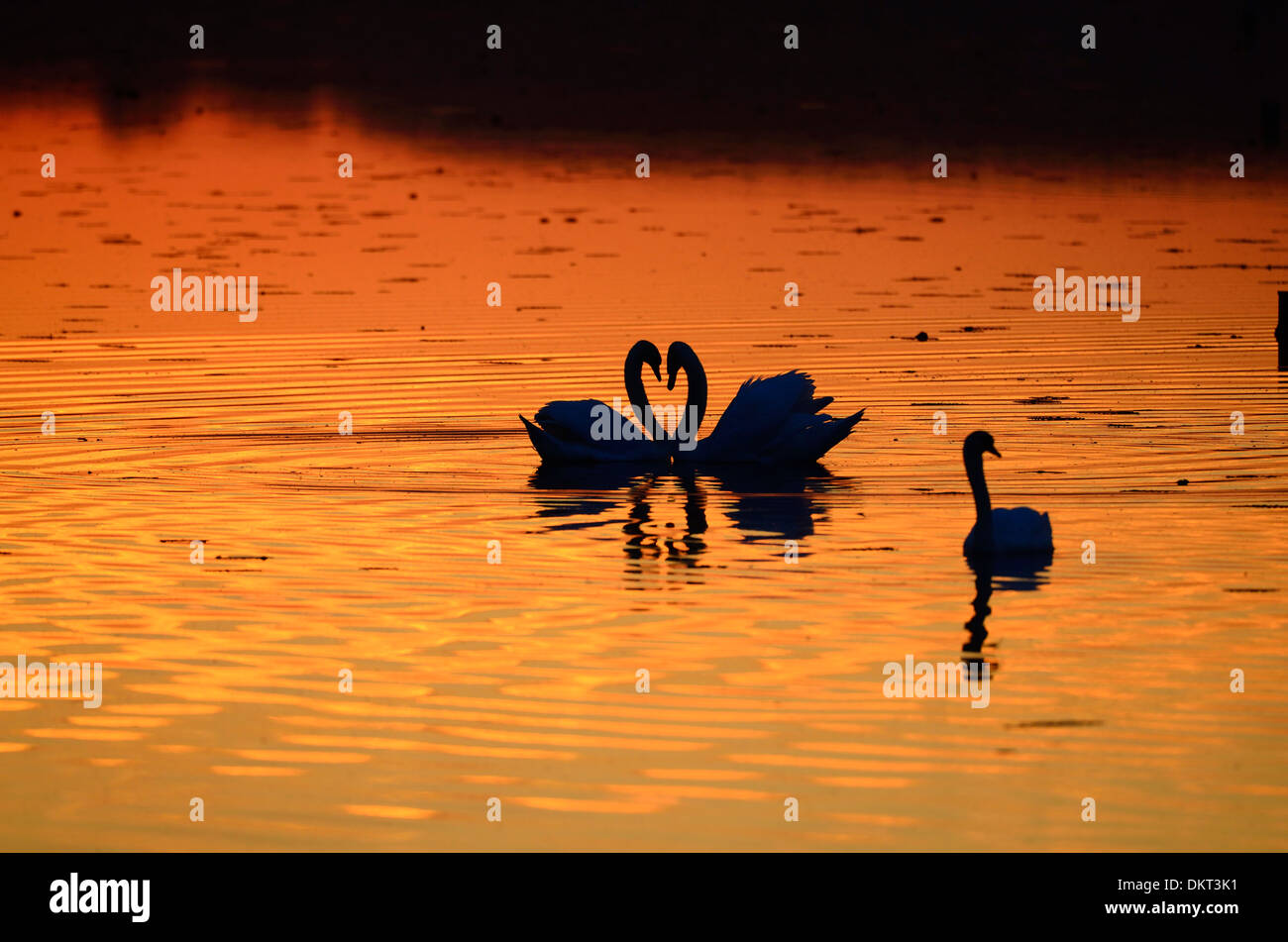 Mute Swan, Cygnos olor, Anatidae, Swan, couple, display, bird, animal
