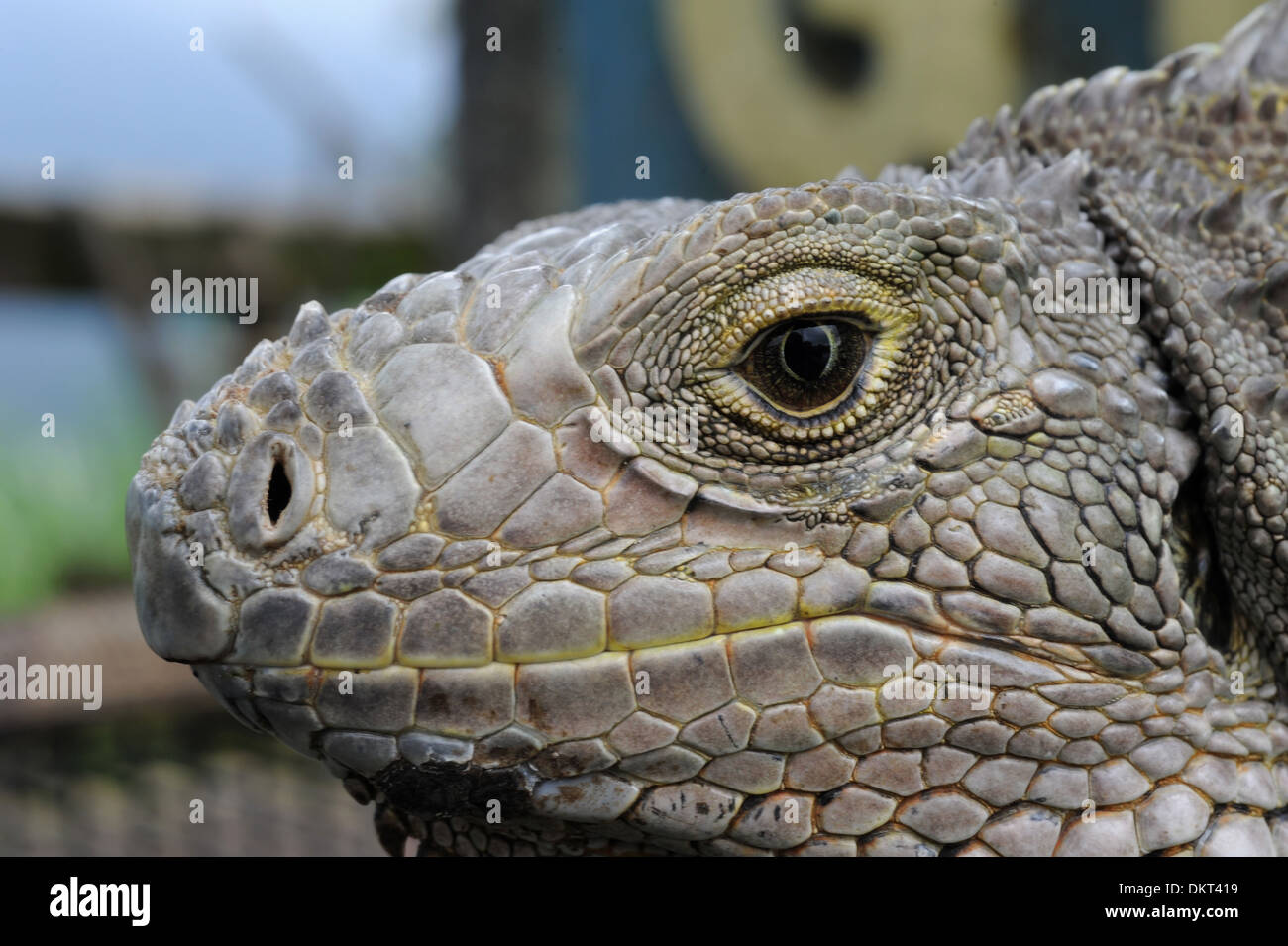 Asia, Indonesia, Bali, Leguan, iguana, reptile, head, eyes, scales, sheds, animal, Stock Photo