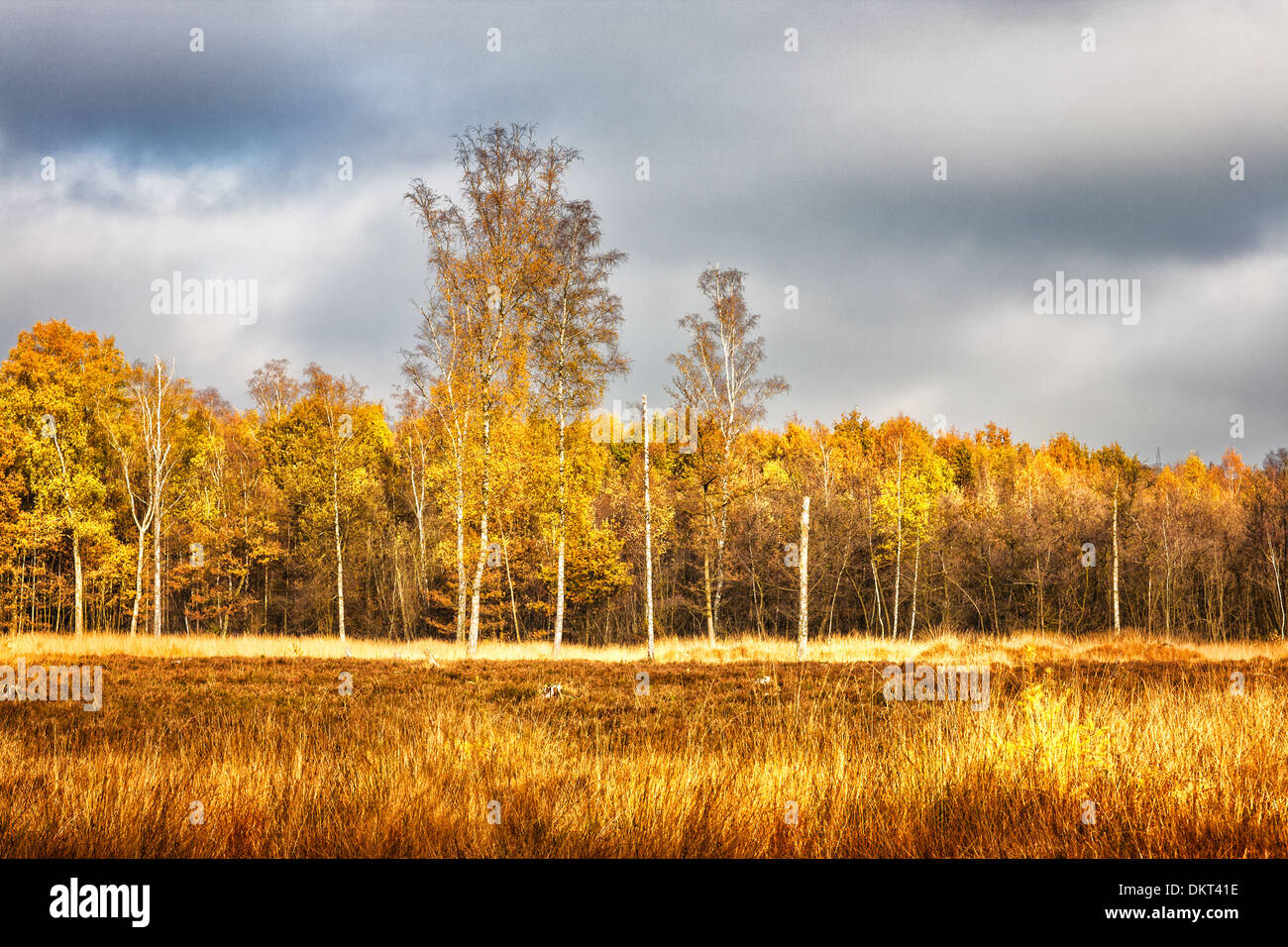 Grass and swamp hi-res stock photography and images - Alamy