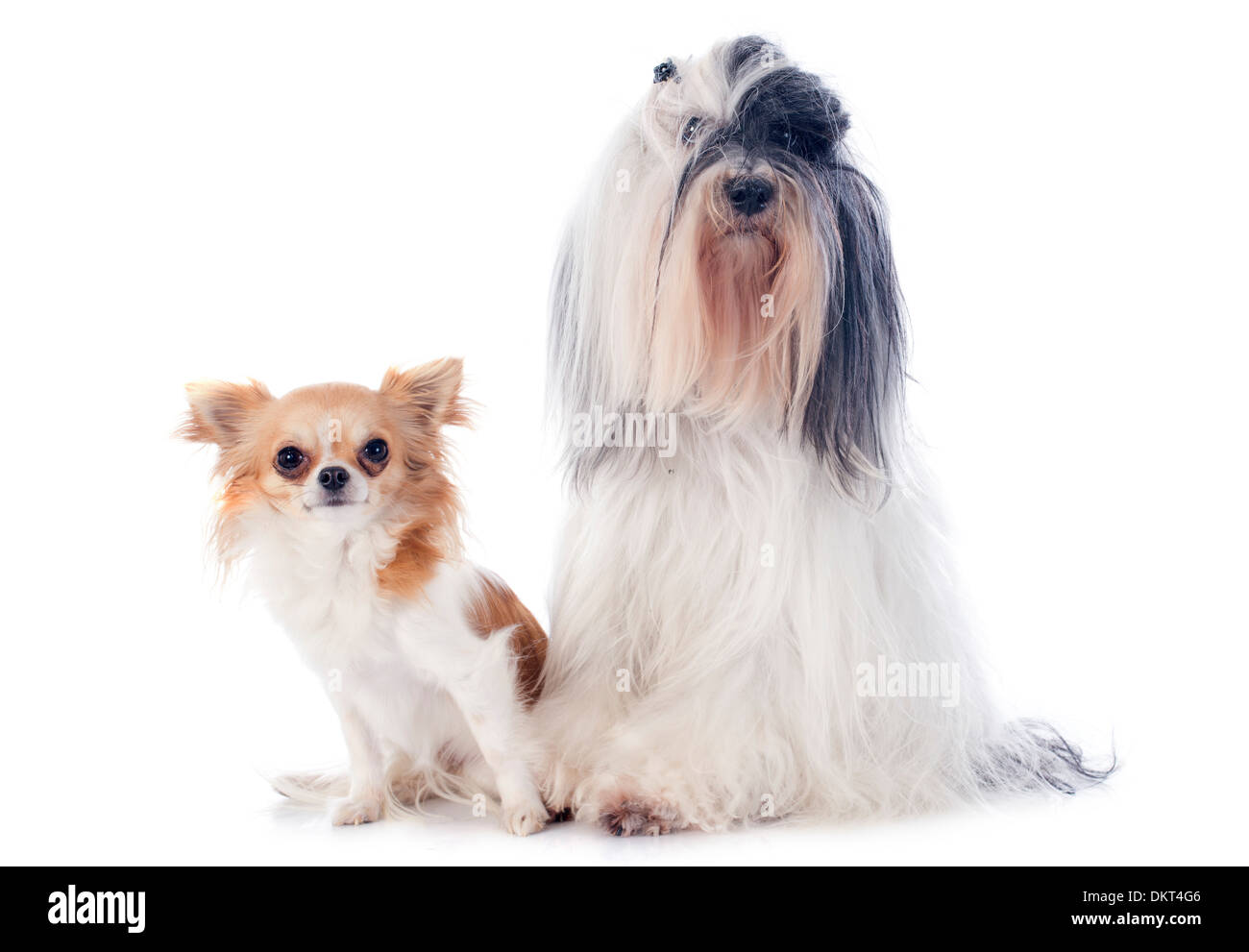 Tibetan terrier hotsell chihuahua mix