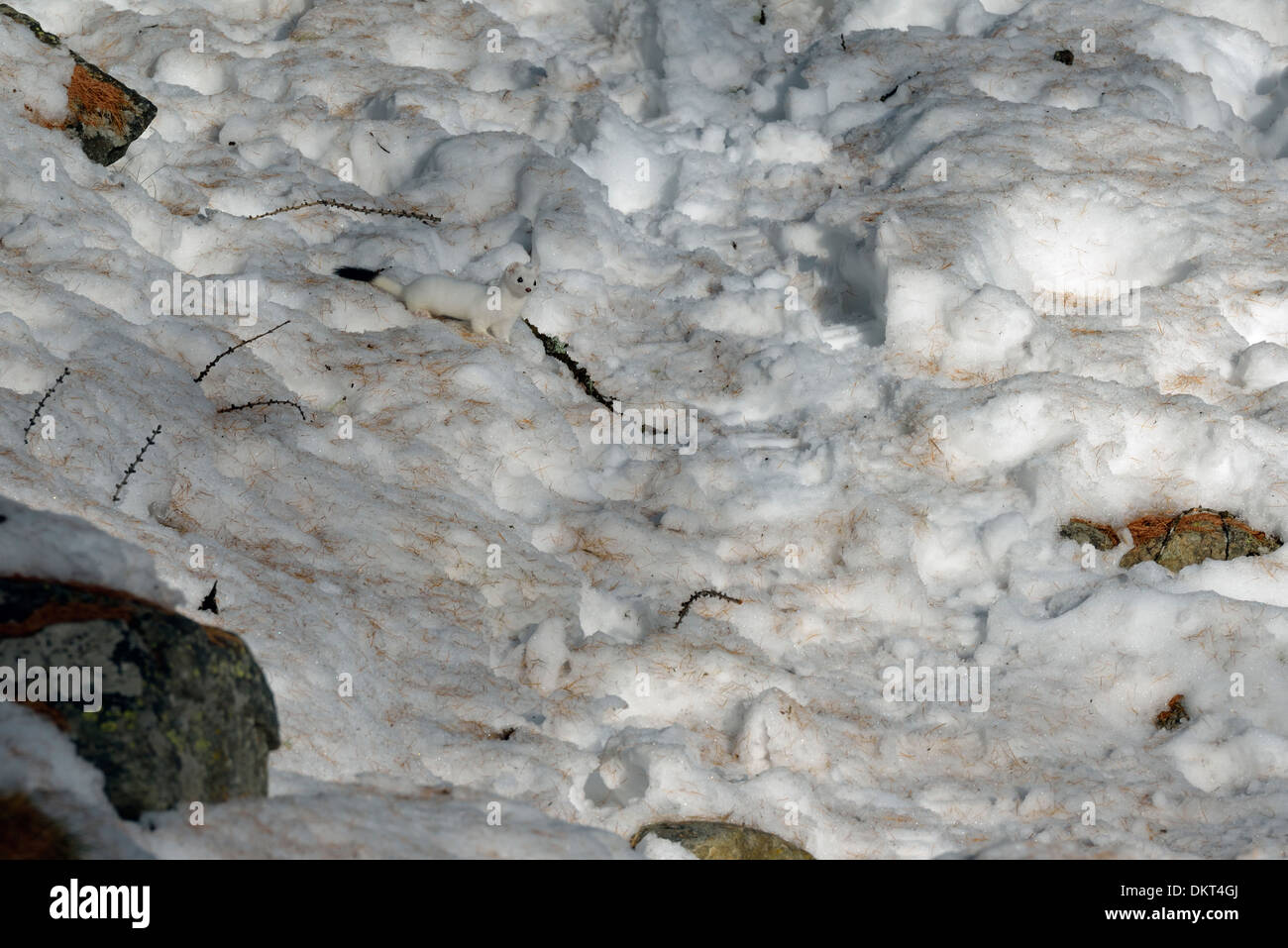 an Ermine camouflaged in the snow, Aosta valley, Italy Stock Photo