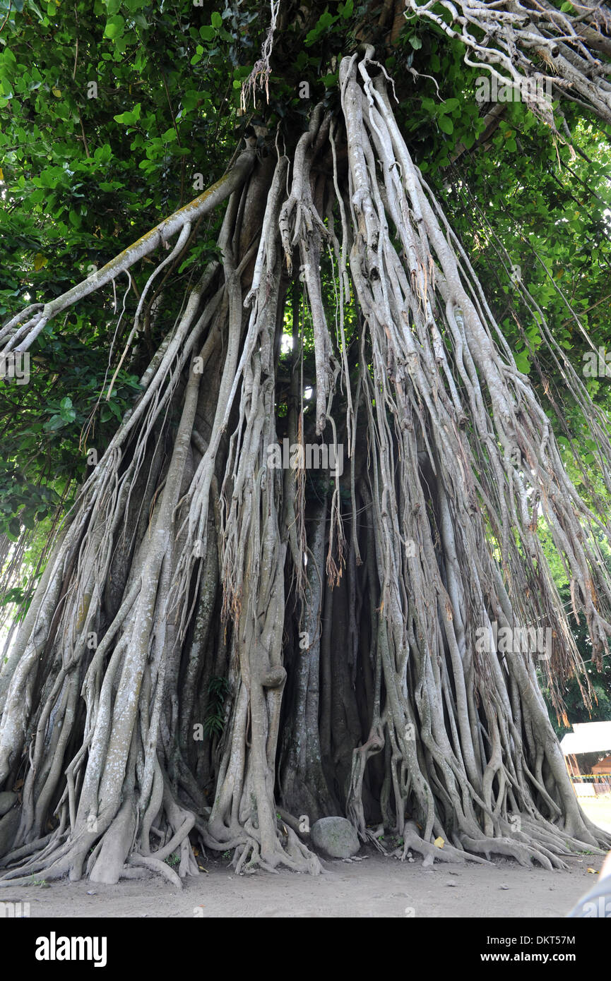 Java tree hi-res stock photography and images - Alamy