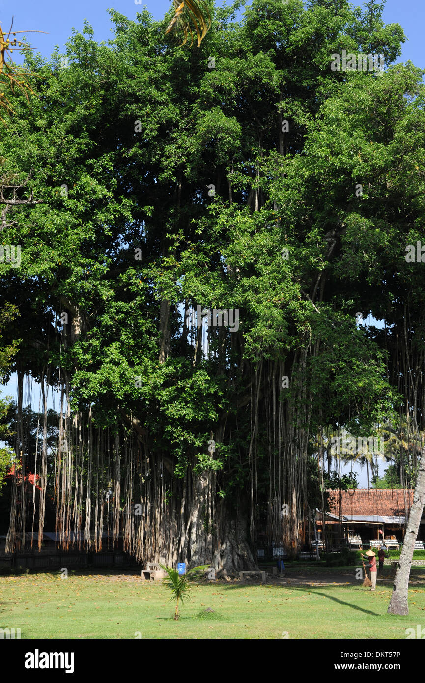 Java tree hi-res stock photography and images - Alamy