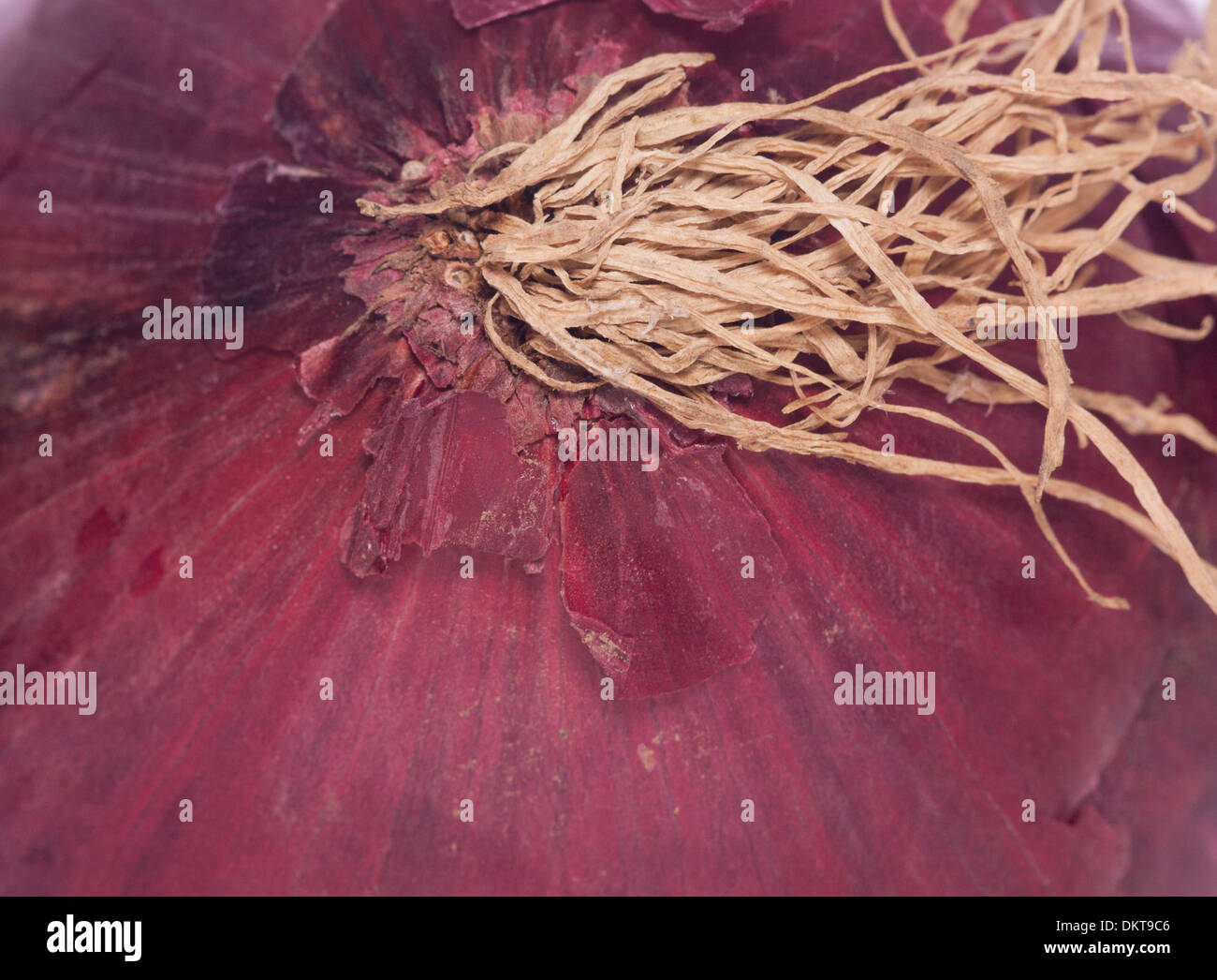 Onion texture hi-res stock photography and images - Alamy