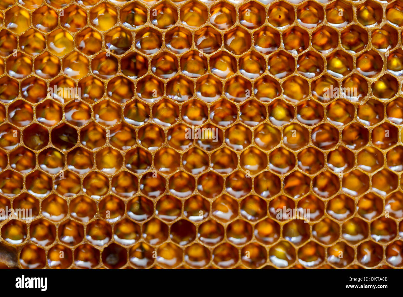 Honeycomb filled with honey. Colmenar, Axarquia, Malaga, Andalucia, Spain Stock Photo