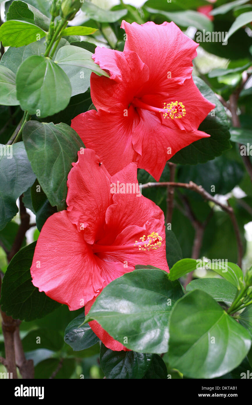 Rose Mallow, Chinese Hibiscus, China Rose or Shoe Flower, Hibiscus rosa-sinensis, Malvaceae. East Asia. Stock Photo