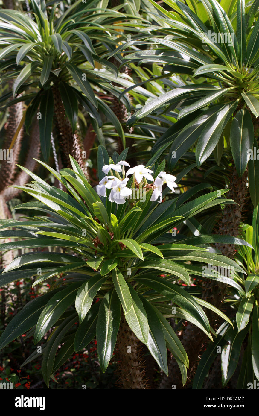 Madagascar Palm, Pachypodium lamerei var. ramosum, Apocynaceae. Madagascar, Africa. Stock Photo