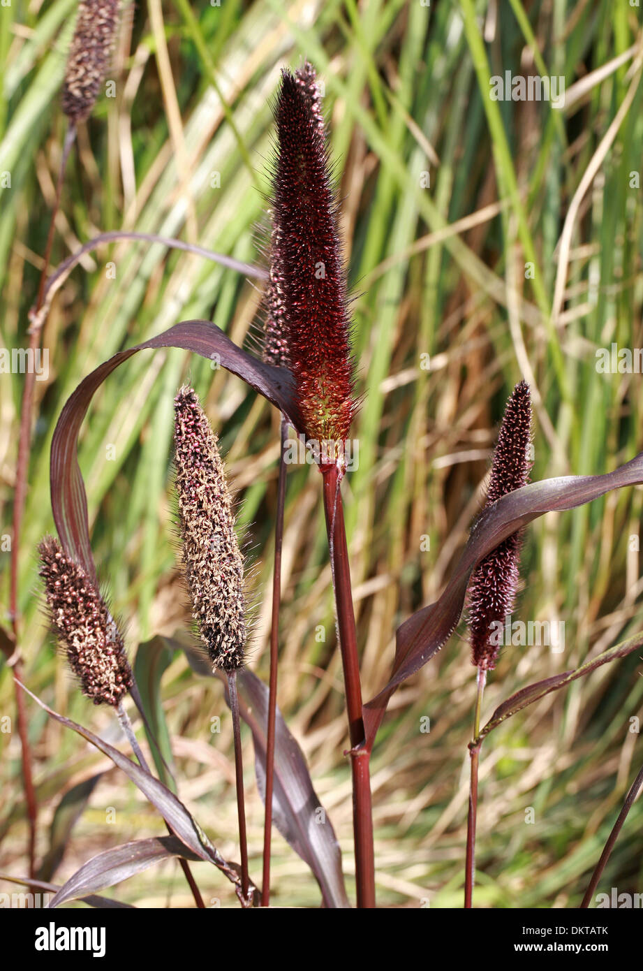 Ornamental Millet, Black Leaf Millet, Pearl Millet, Pennisetum glaucum, Poaceae. An Ornamental Red Grass. Africa, India. Stock Photo