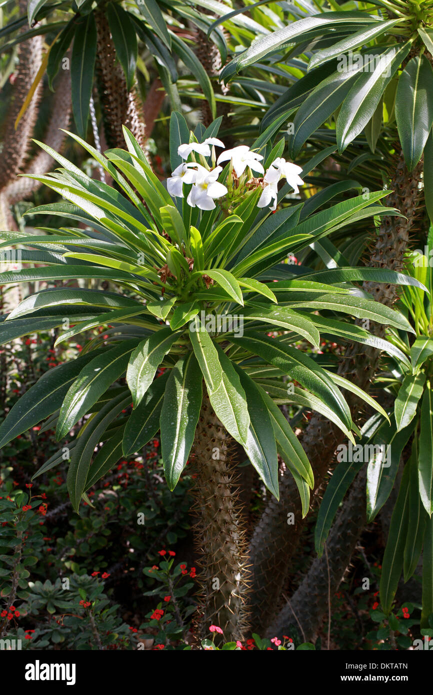 Madagascar Palm, Pachypodium lamerei var. ramosum, Apocynaceae. Madagascar, Africa. Stock Photo