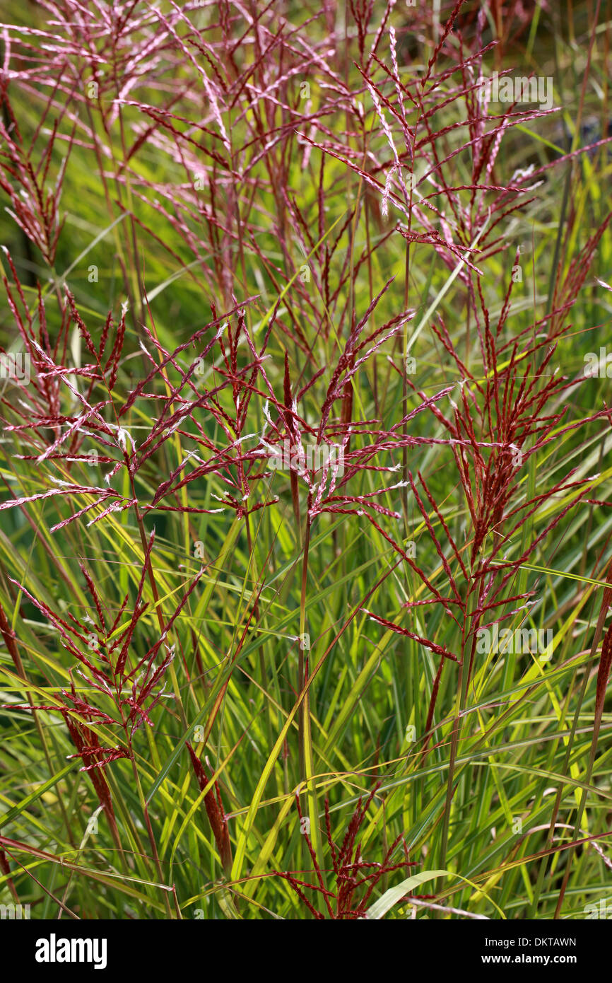 Chinese Silver Grass, Maiden Grass, Zebra Grass, Susuki Grass, Porcupine Grass, Miscanthus sinensis 'Ferner Osten', Poaceae. Stock Photo