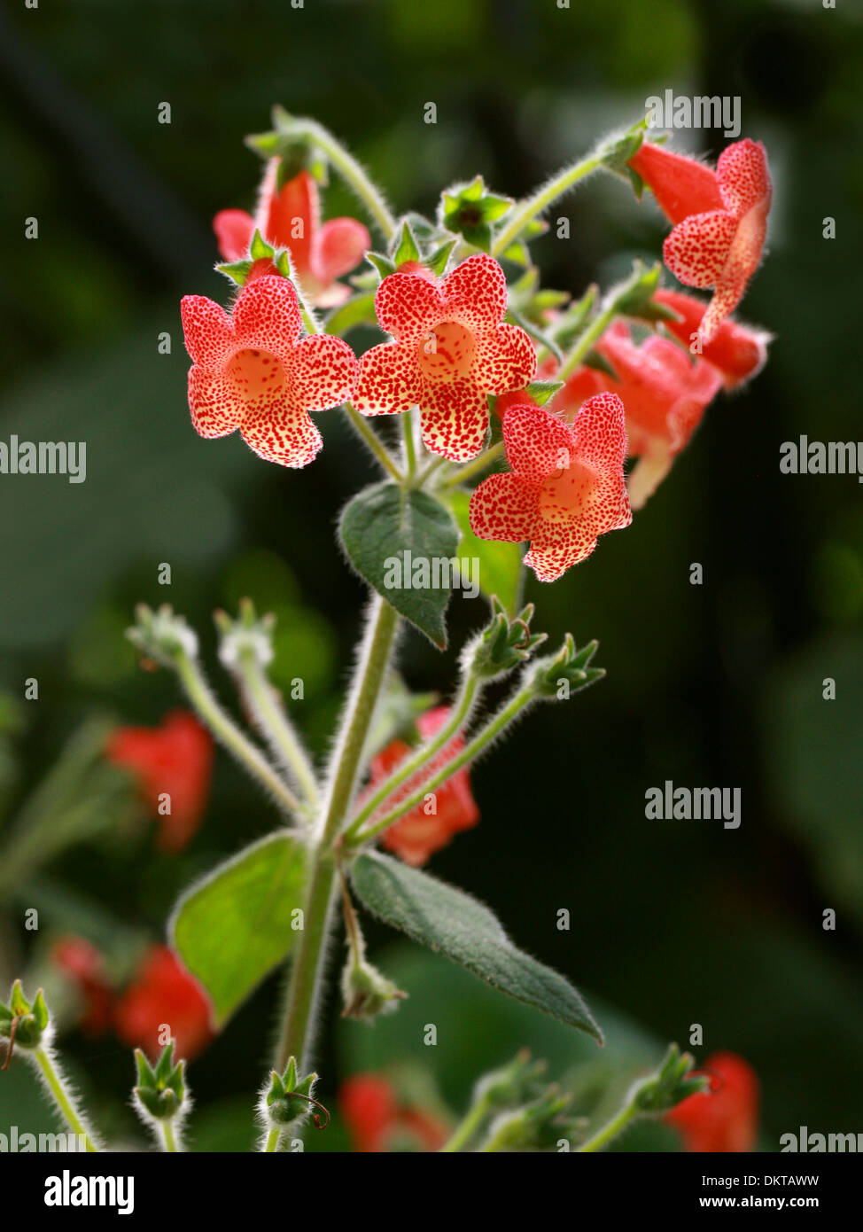 Monkey Flower, Mimulus sp., Phrymaceae. Red Spotted cultivar. Stock Photo