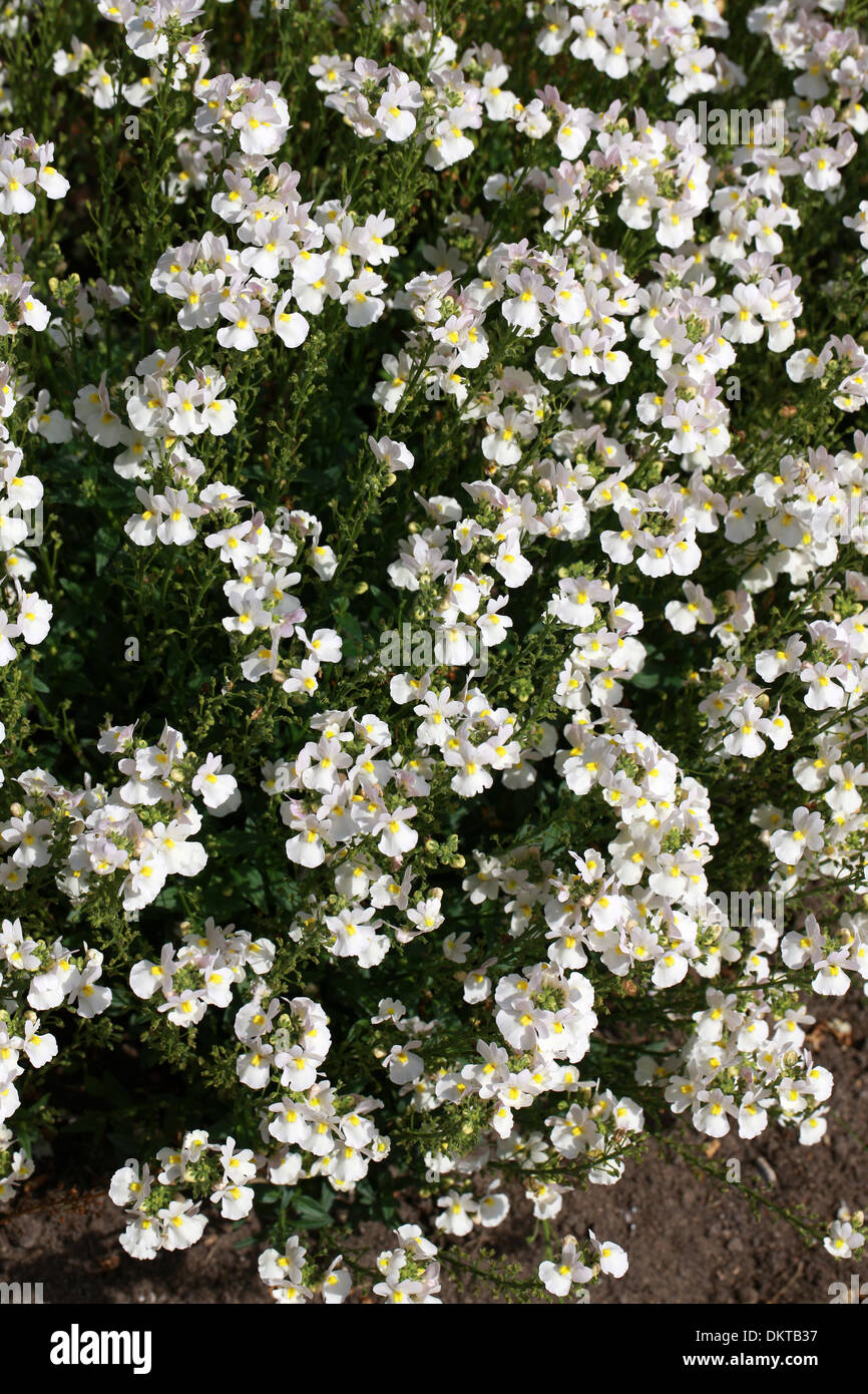 Nemesia Wisley Vanilla Scrophulariaceae A Popular Summer Bedding Stock Photo Alamy