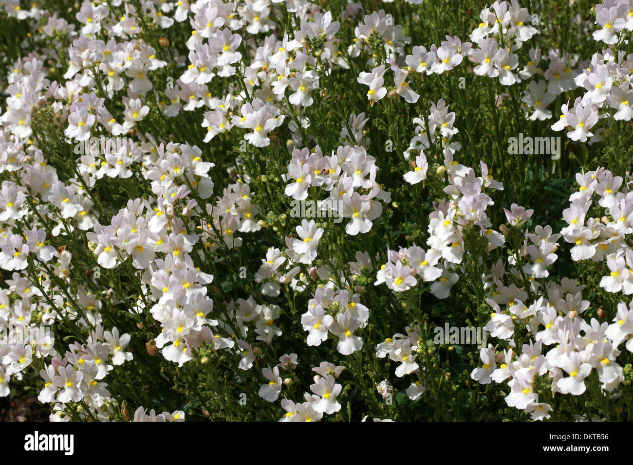 Nemesia 'Wisley Vanilla', Scrophulariaceae. A Popular Summer Bedding Plant. Stock Photo