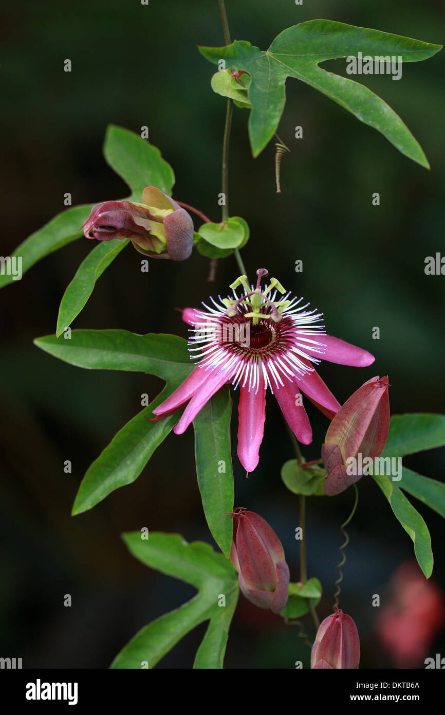 Passion Flower, Passiflora x violacea, Passifloraceae. This is a cross between Passiflora caerulea and Passiflora racemosa. Stock Photo