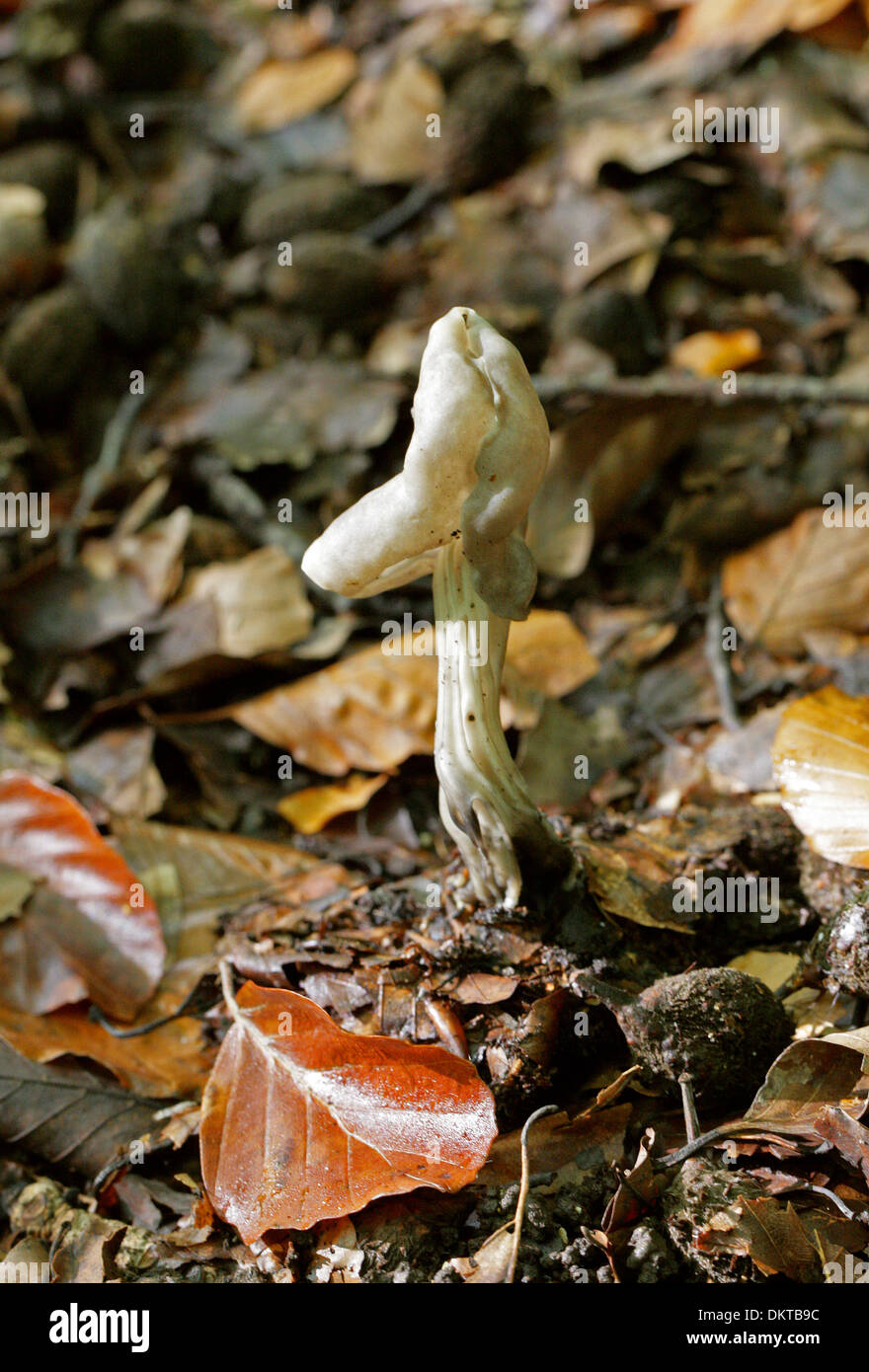 White Saddle, Helvella crispa, Helvellaceae. Growing Under a Beech Tree Amongst Beech Mast Stock