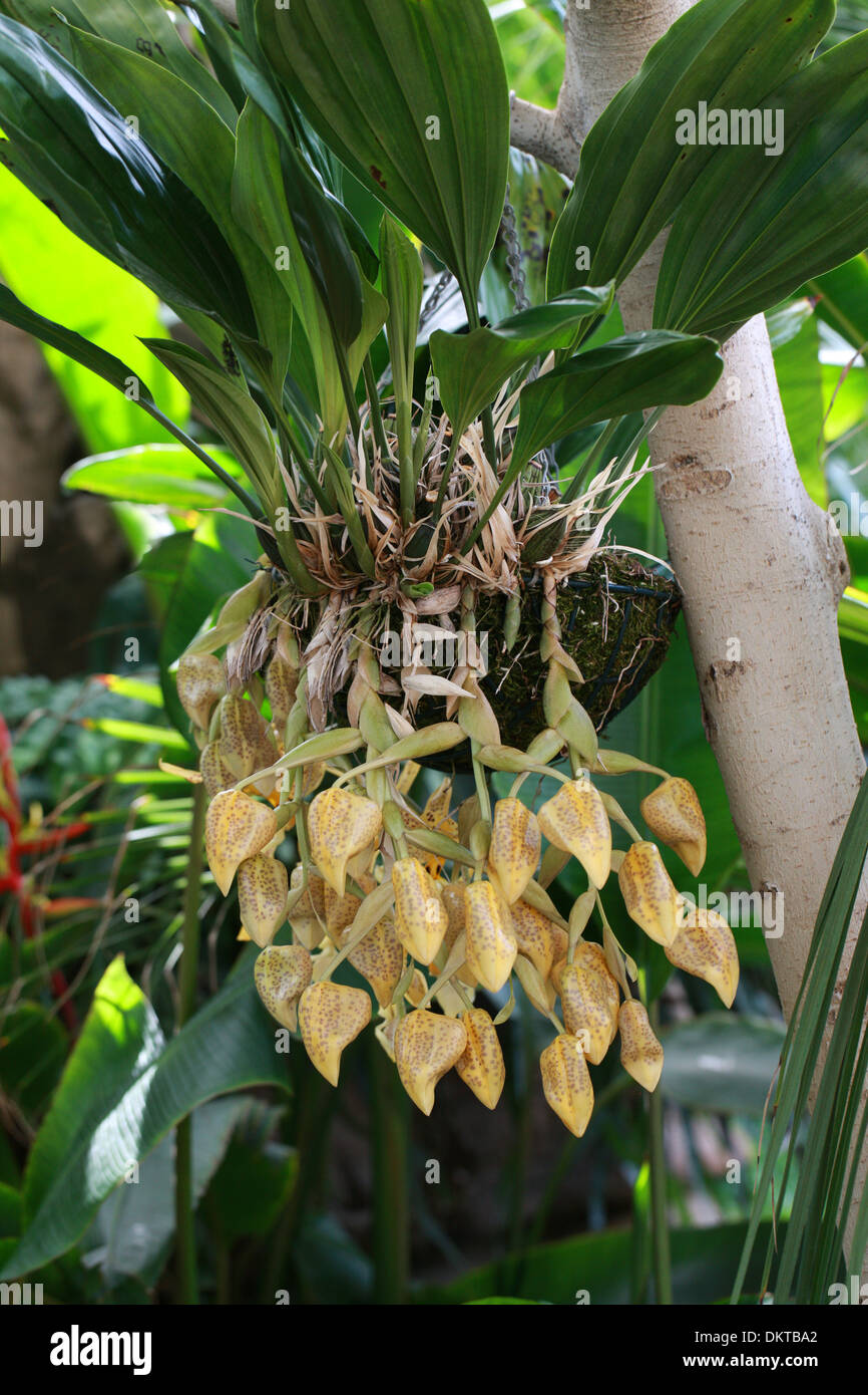 Jenisch's Stanhopea, Stanhopea jenischiana, Orchidaceae. Tropical South America. Panama, Venezuela, Colombia, Ecuador and Peru. Stock Photo