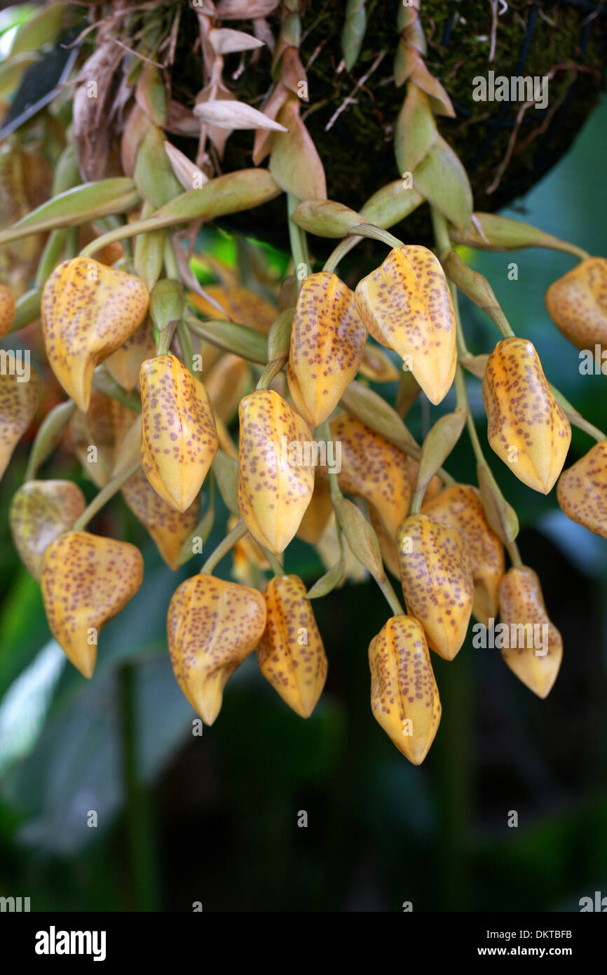 Jenisch's Stanhopea, Stanhopea jenischiana, Orchidaceae. Tropical South America. Panama, Venezuela, Colombia, Ecuador and Peru. Stock Photo