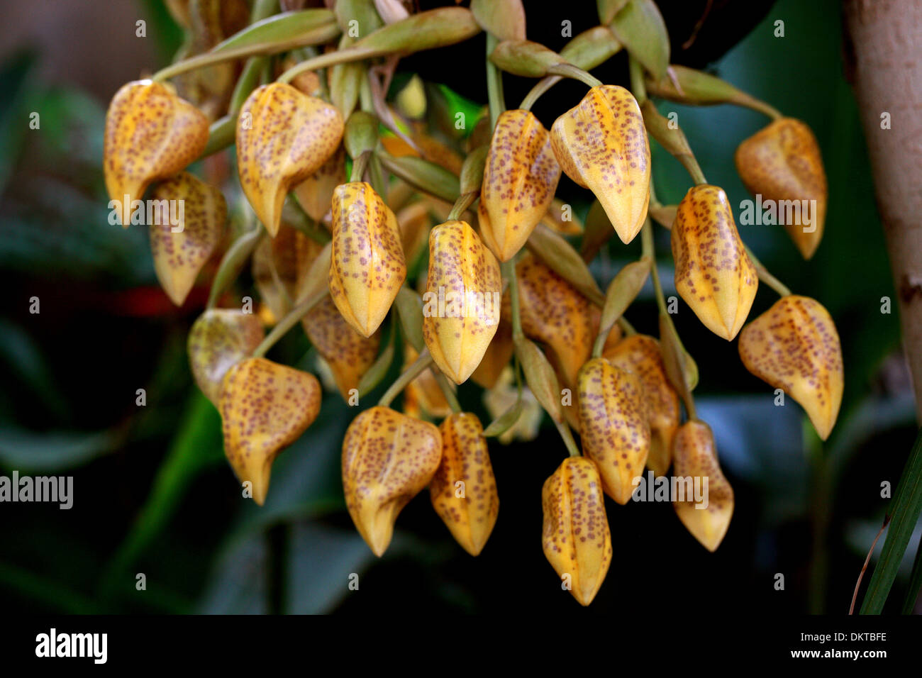 Jenisch's Stanhopea, Stanhopea jenischiana, Orchidaceae. Tropical South America. Panama, Venezuela, Colombia, Ecuador and Peru. Stock Photo