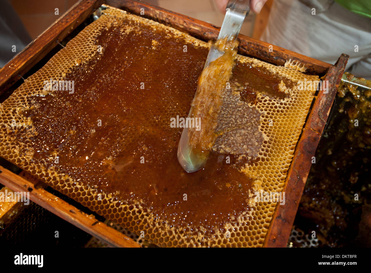 Honeycomb filled with honey. Colmenar, Axarquia, Malaga, Andalucia, Spain Stock Photo