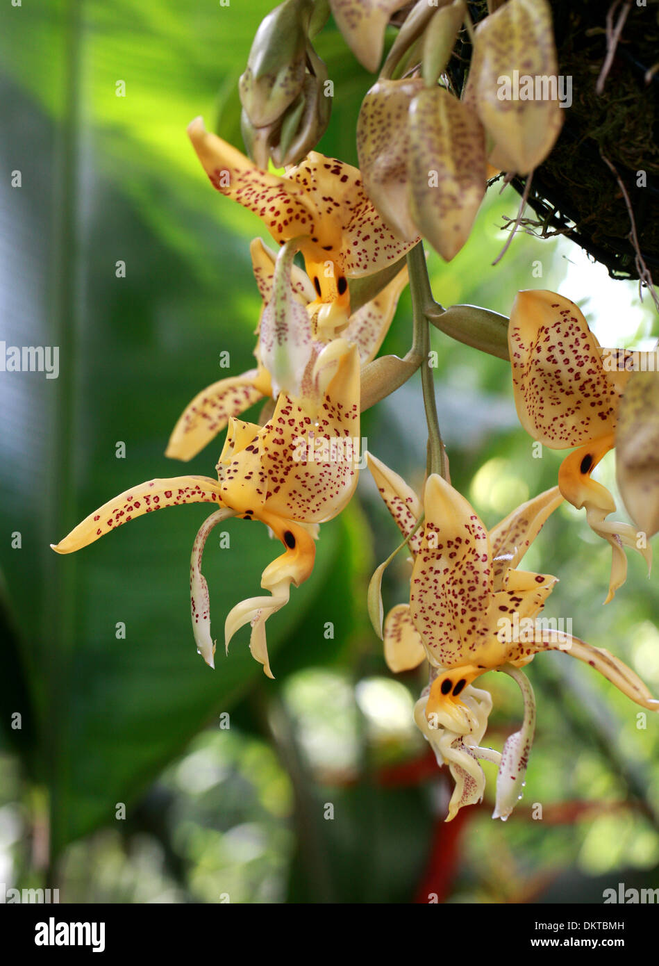 Jenisch's Stanhopea, Stanhopea jenischiana, Orchidaceae. Tropical South America. Panama, Venezuela, Colombia, Ecuador and Peru. Stock Photo