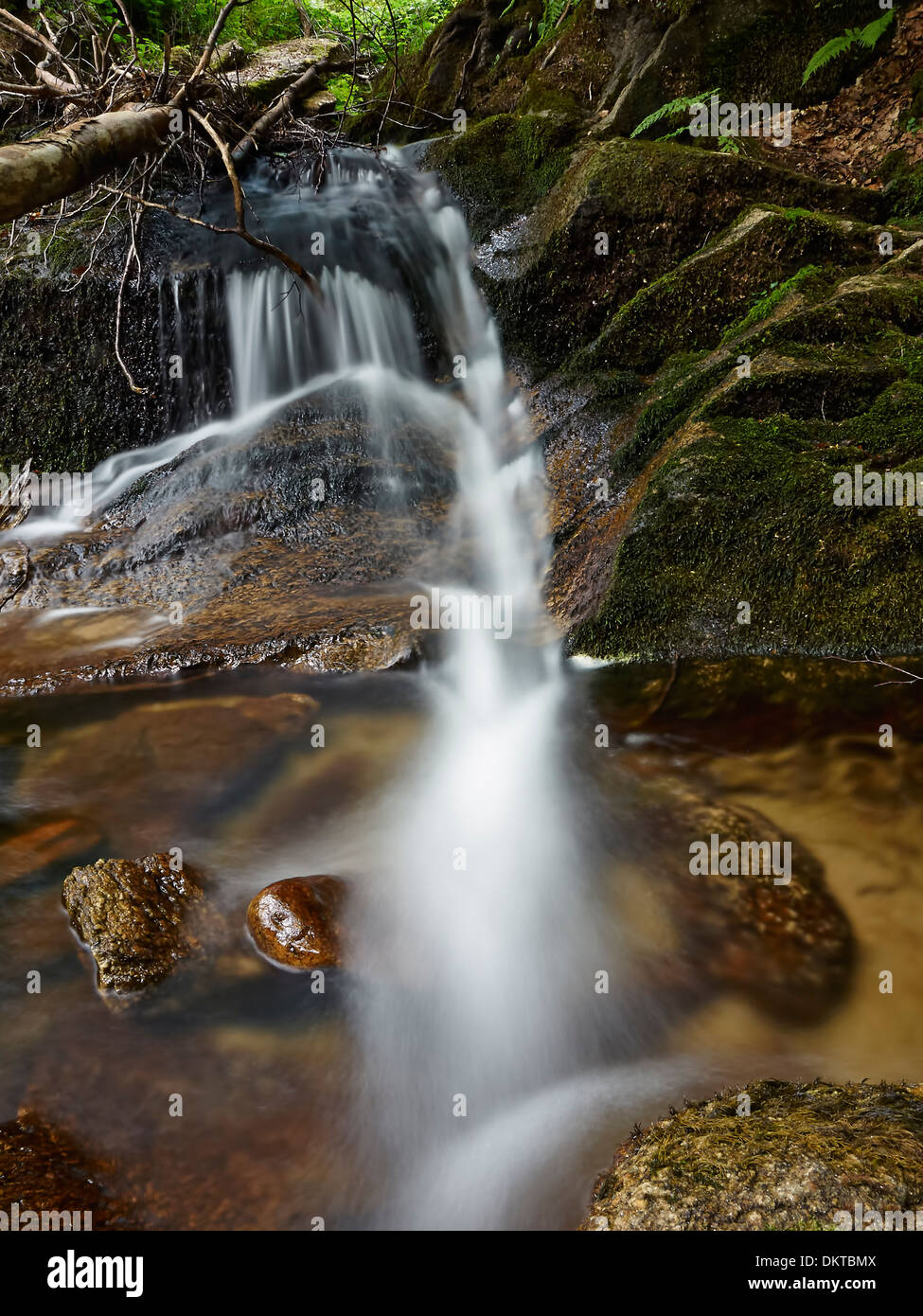 Flow forest hi-res stock photography and images - Alamy