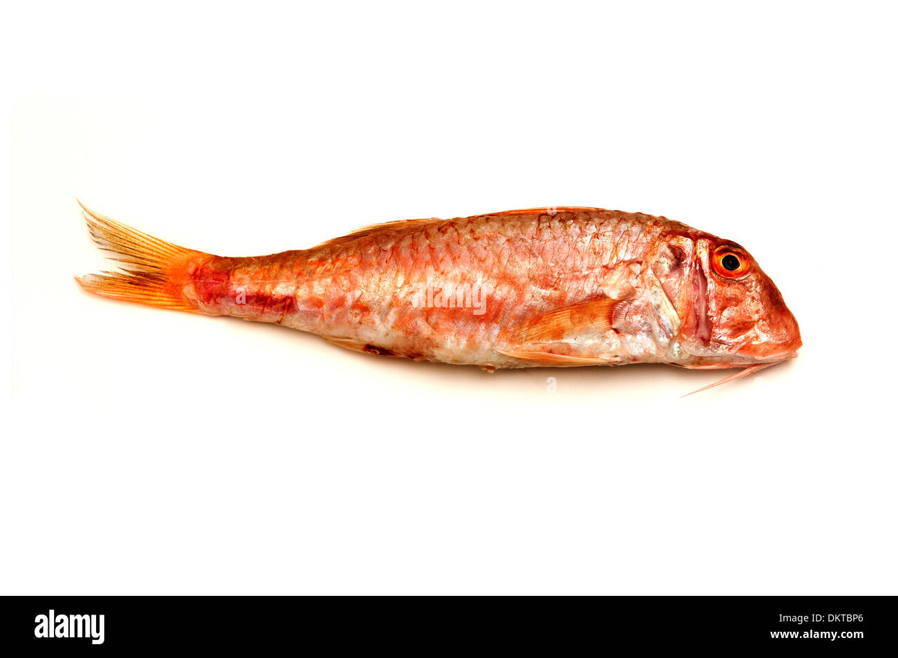 Red mullet on a white background Stock Photo