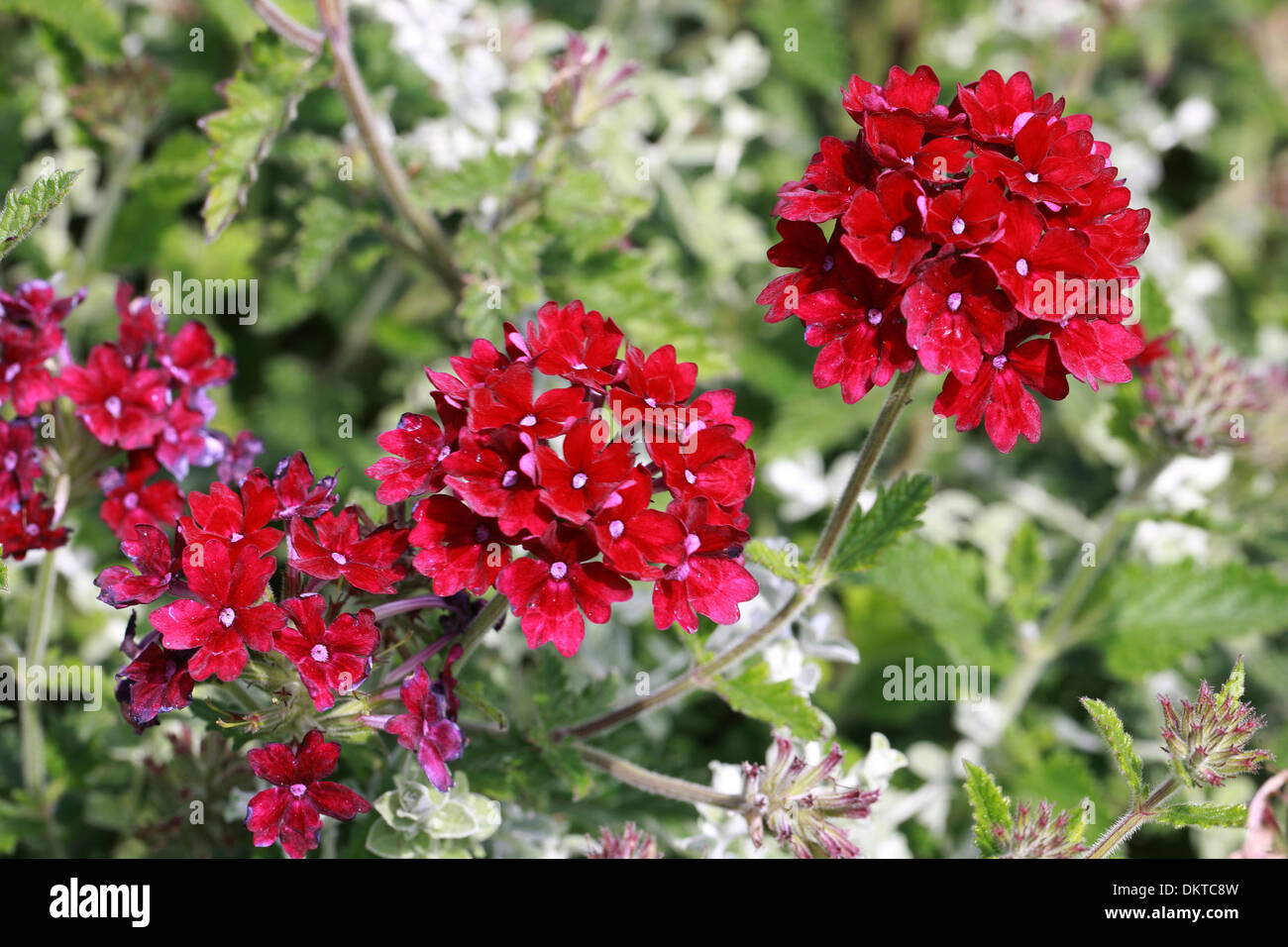 Red Garden Verbena, Garden Vervain, Verbena x hybrida, Verbenaceae. Stock Photo