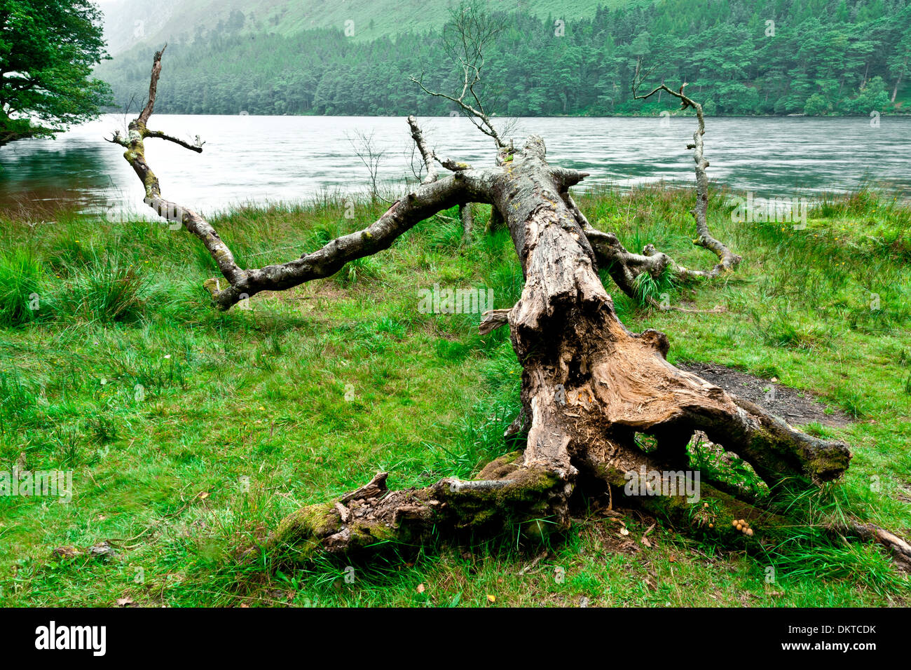 Dead tree close to a lake. Stock Photo