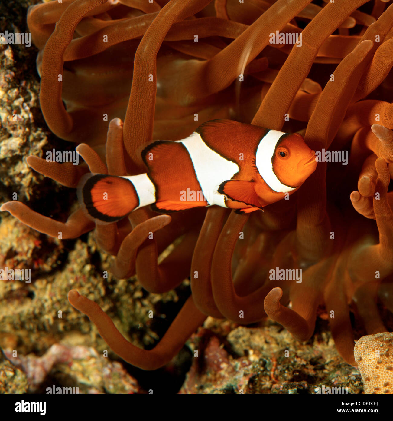 Clown Fish Stock Photo