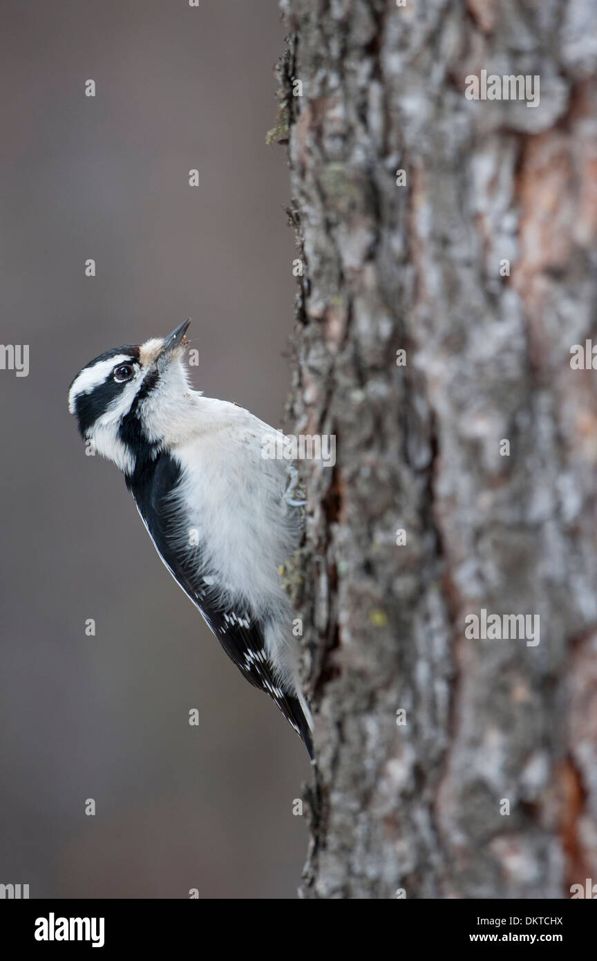 A downy woodpecker (Picoides pubescens) on the side of a ponderosa pine, Missoula, Montana Stock Photo
