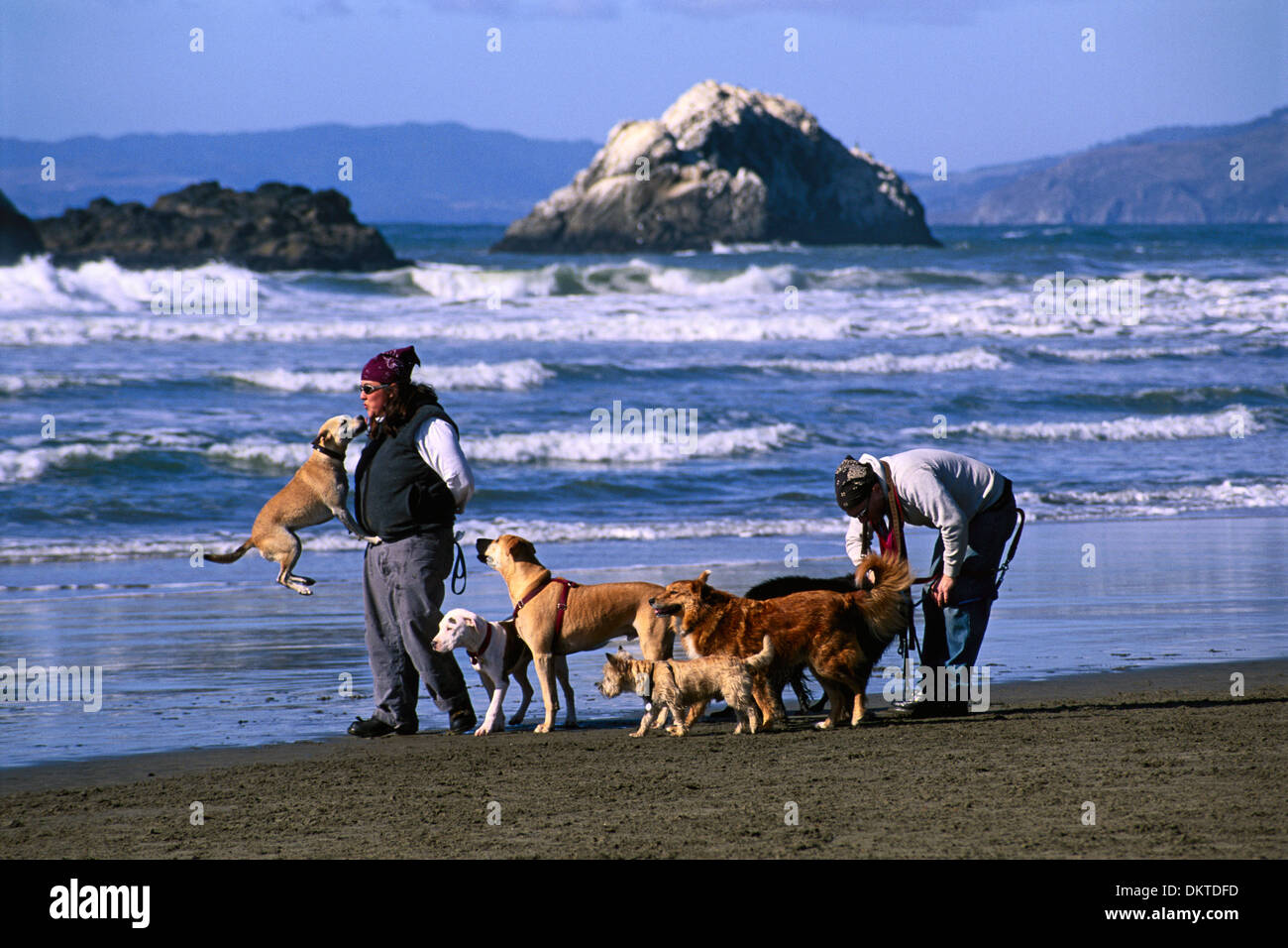 Dog walker san francisco hires stock photography and images Alamy