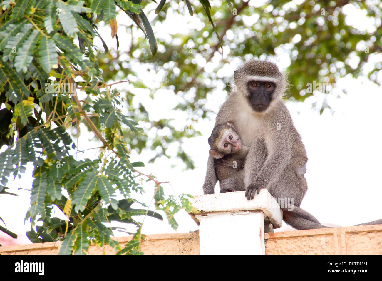 Vervet monkey and baby sitting on concrete wall Stock Photo
