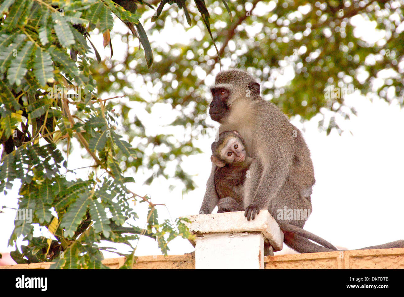 Vervet monkey and baby on concrete wall Stock Photo
