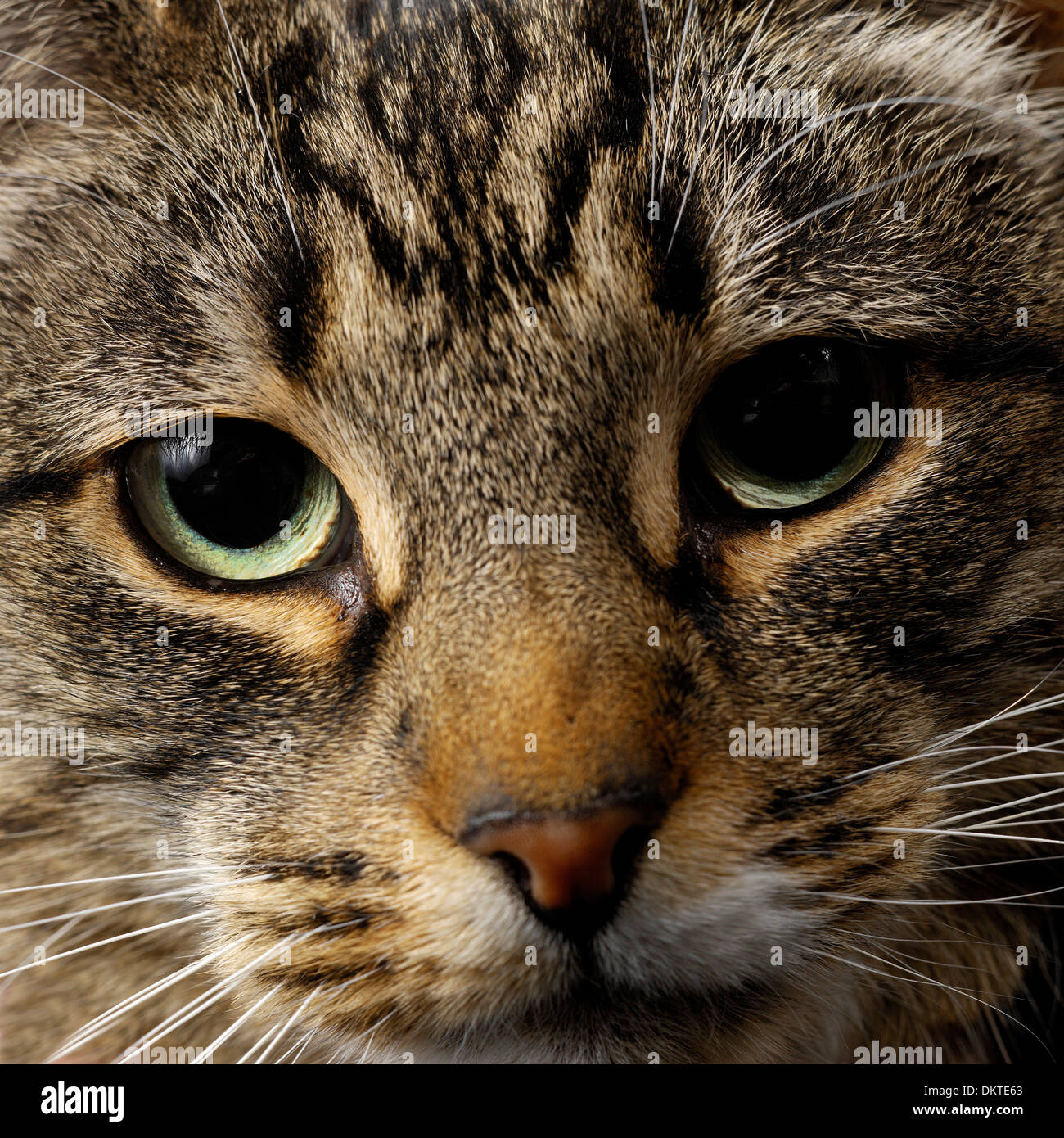 Close up of tabby cat Stock Photo - Alamy