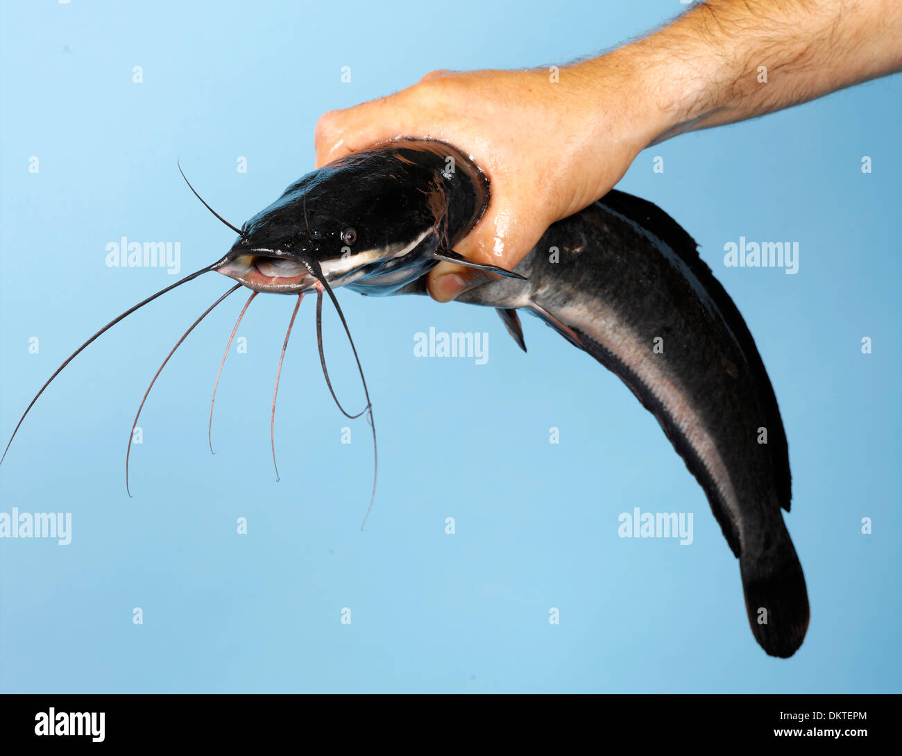 Asian catfish hi-res stock photography and images - Alamy