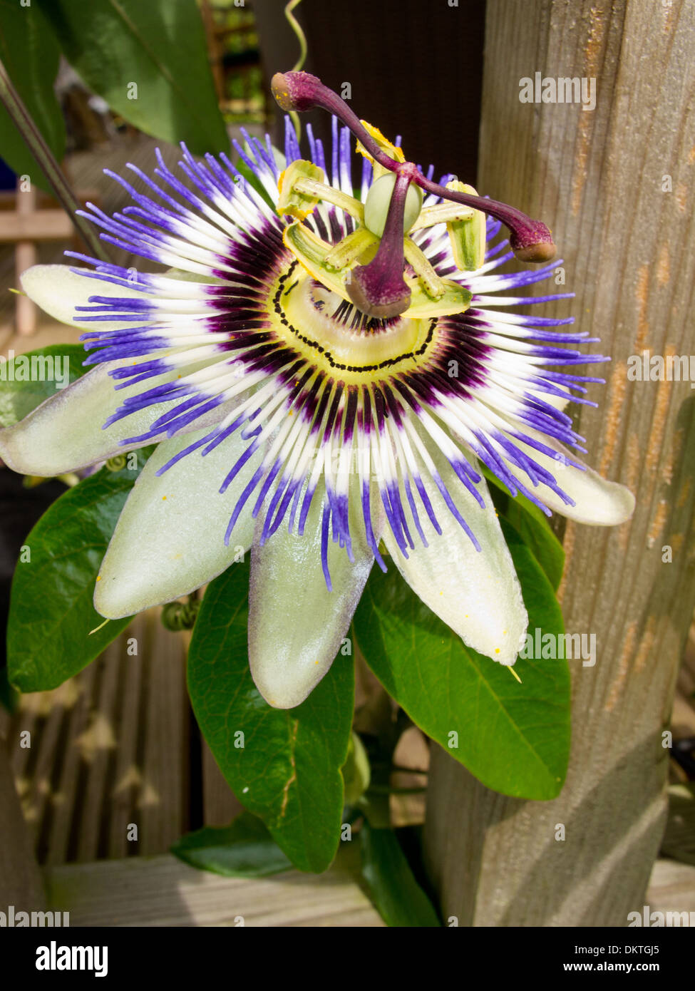 An image of the beautiful flower Passiflora Caerulea also known as the Passion Flower Stock Photo
